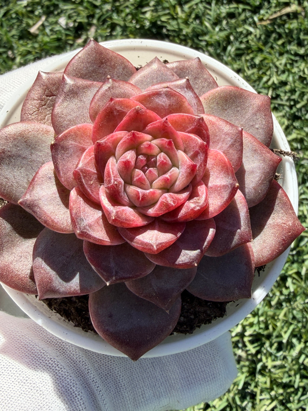 Rare Echeveria 'Angel Jenny' - Premium Succulent