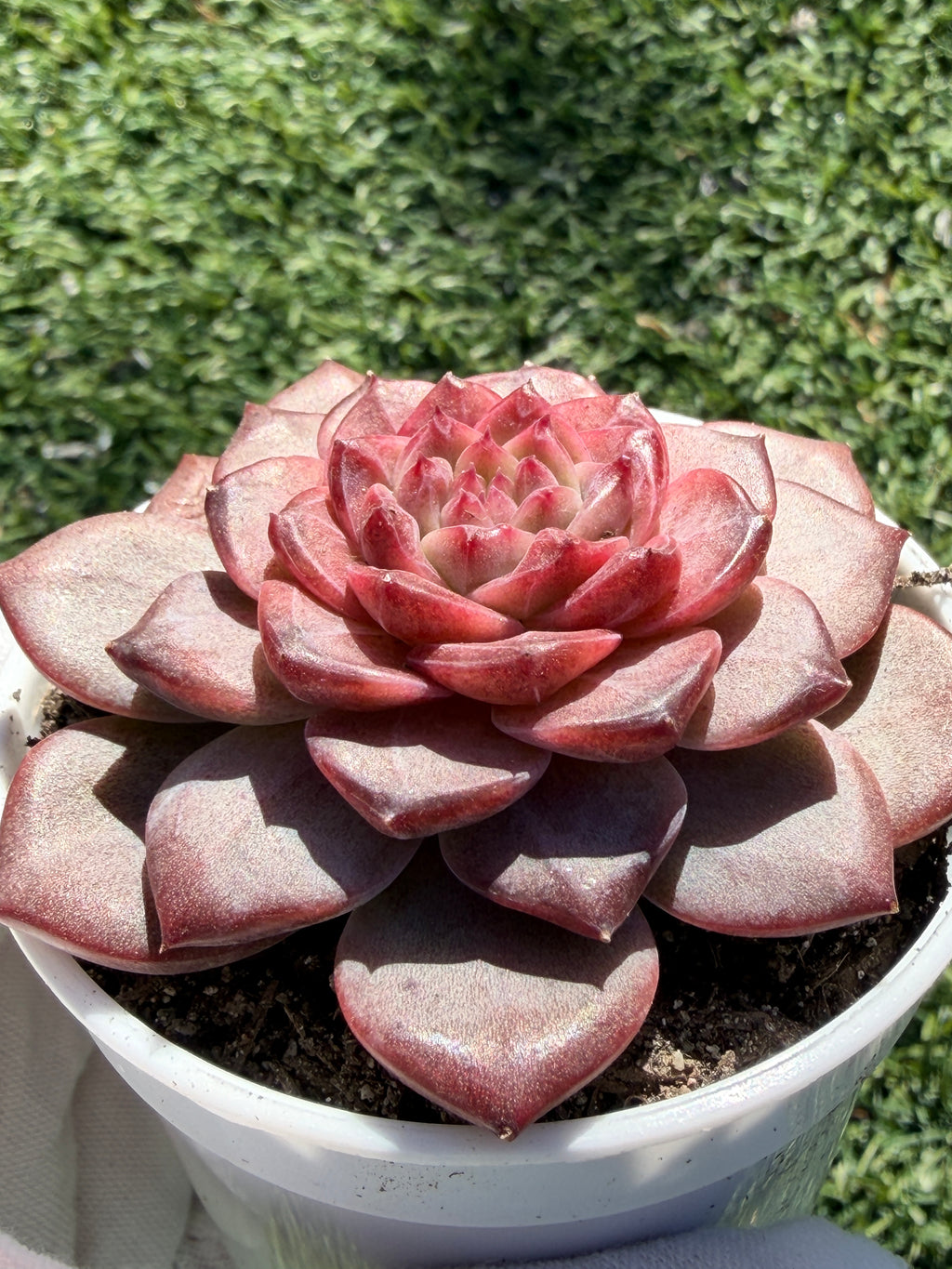 Rare Echeveria 'Angel Jenny' - Premium Succulent