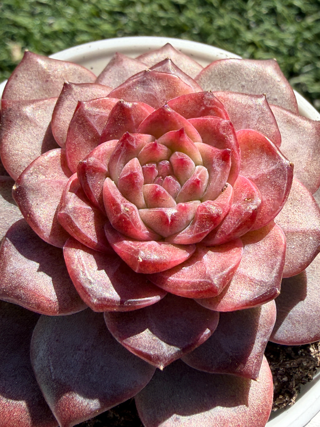 Rare Echeveria 'Angel Jenny' - Premium Succulent