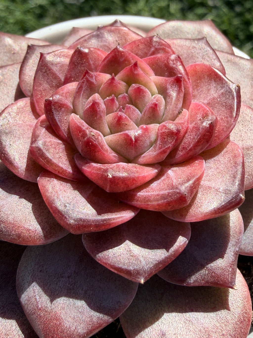 Rare Echeveria 'Angel Jenny' - Premium Succulent