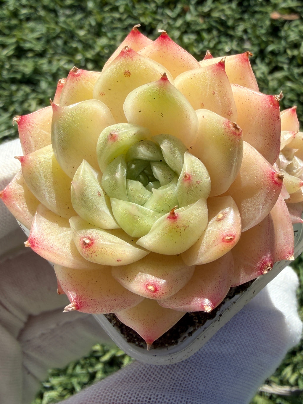 Echeveria Sweetheart M1-578 – Rare Orange-Green Succulent