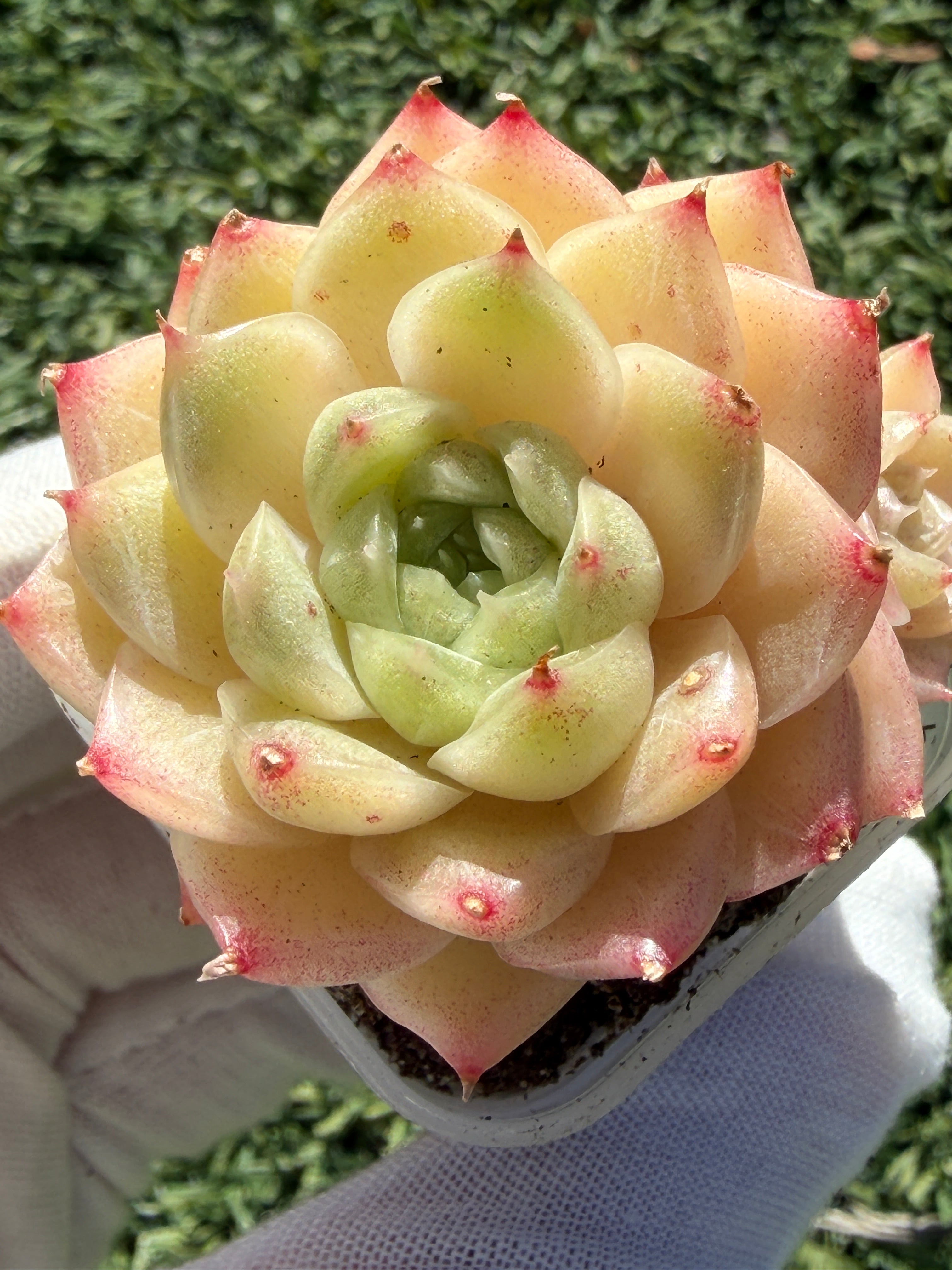 Echeveria Sweetheart M1-578 – Rare Orange-Green Succulent