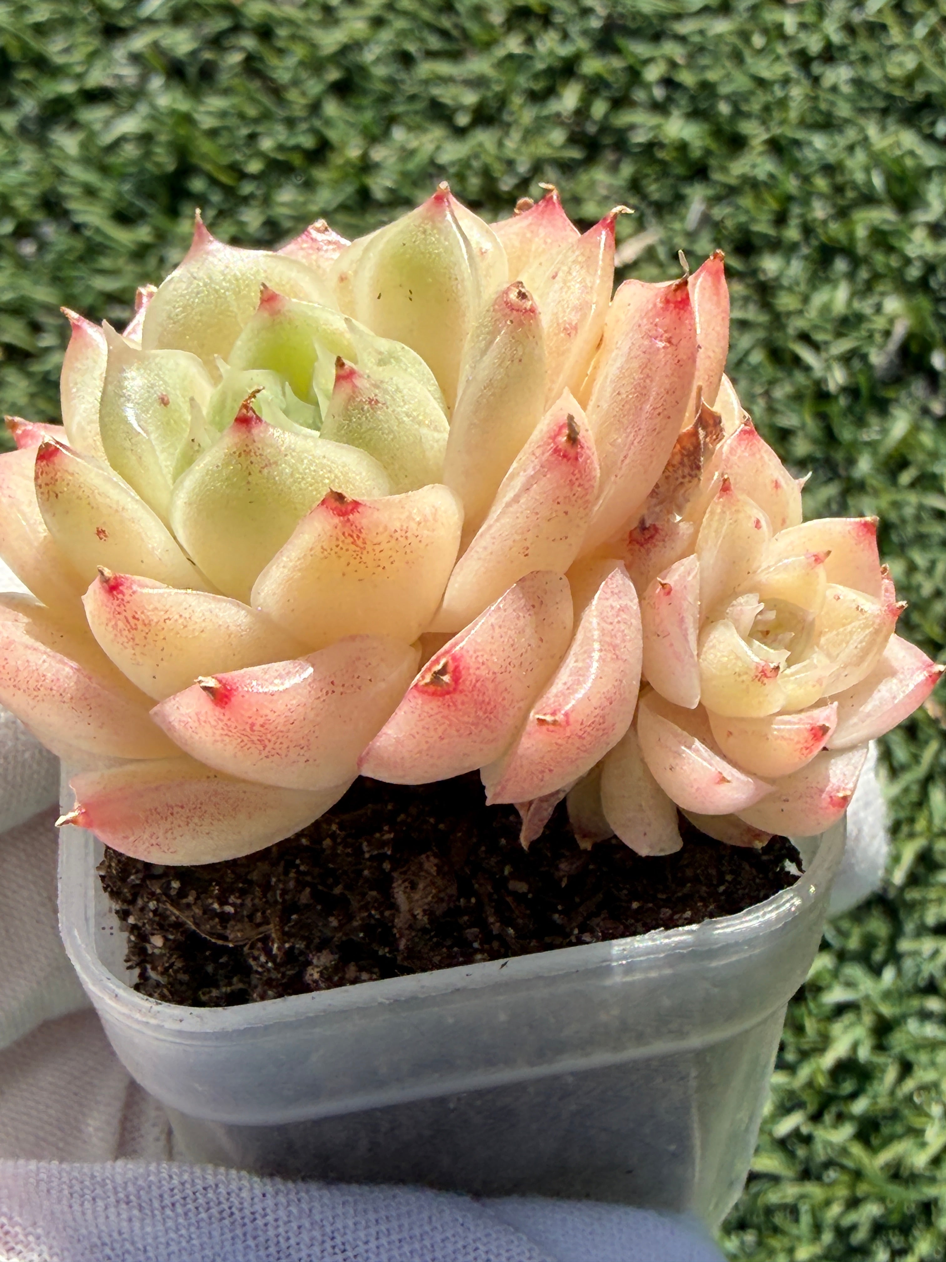 Echeveria Sweetheart M1-578 – Rare Orange-Green Succulent