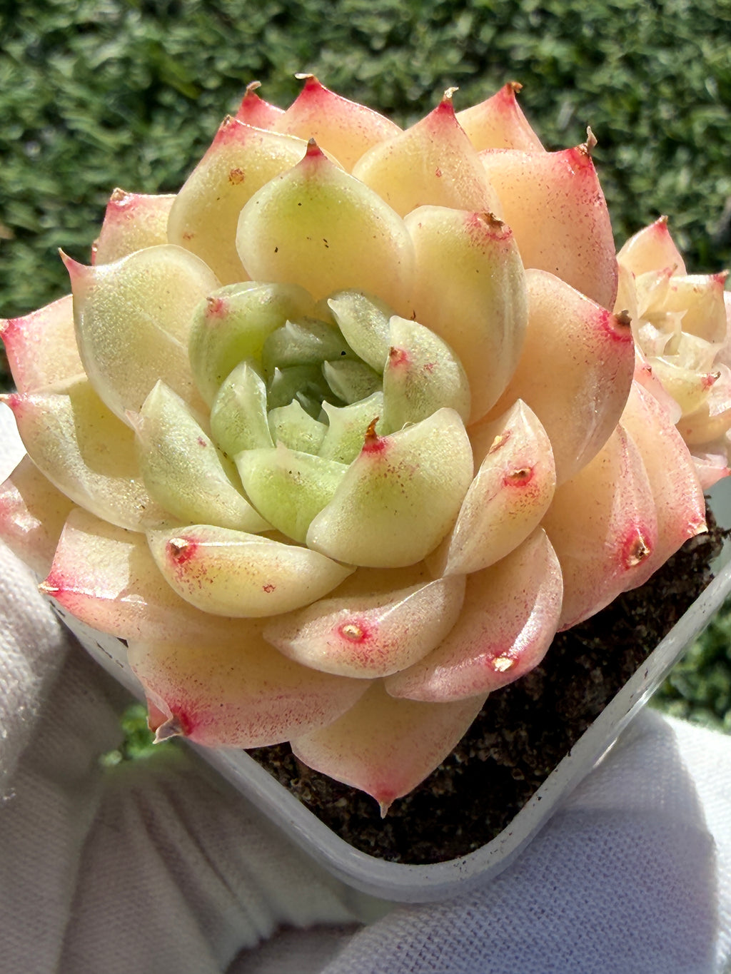 Echeveria Sweetheart M1-578 – Rare Orange-Green Succulent