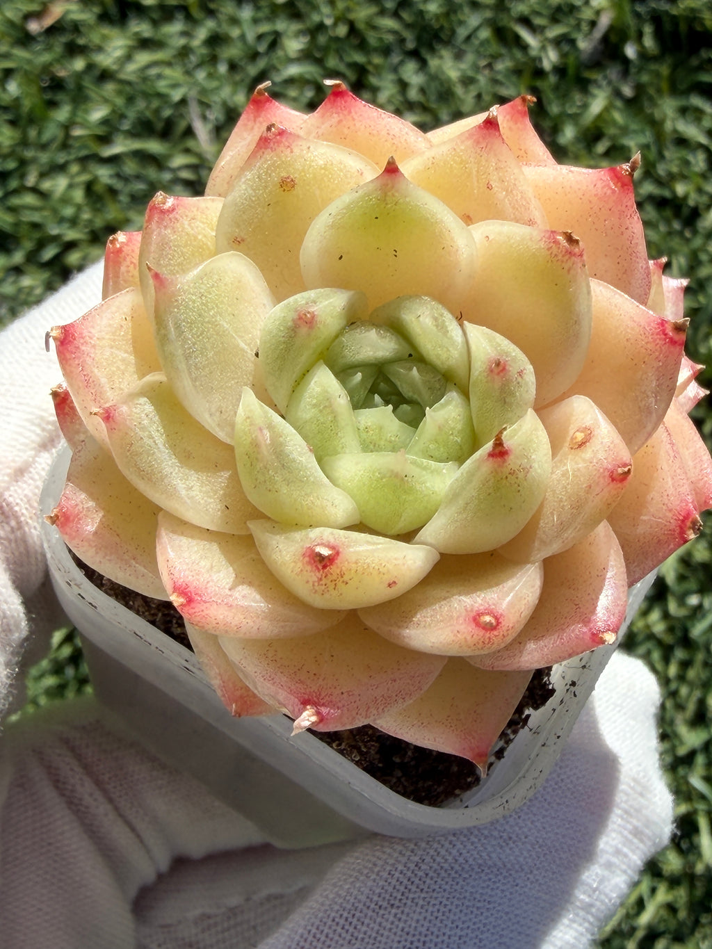 Echeveria Sweetheart M1-578 – Rare Orange-Green Succulent