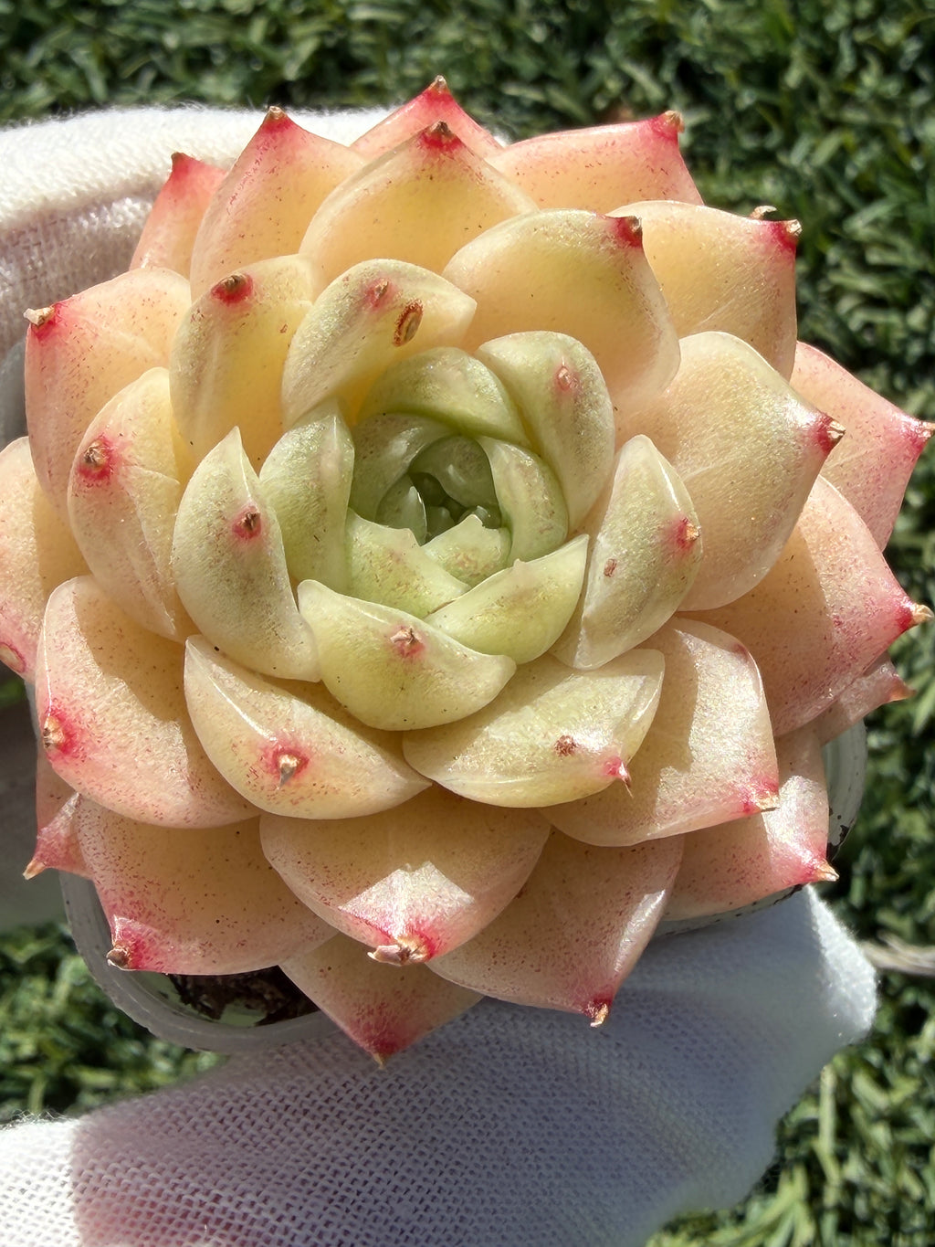 Echeveria Sweetheart M1-578 – Rare Orange-Green Succulent