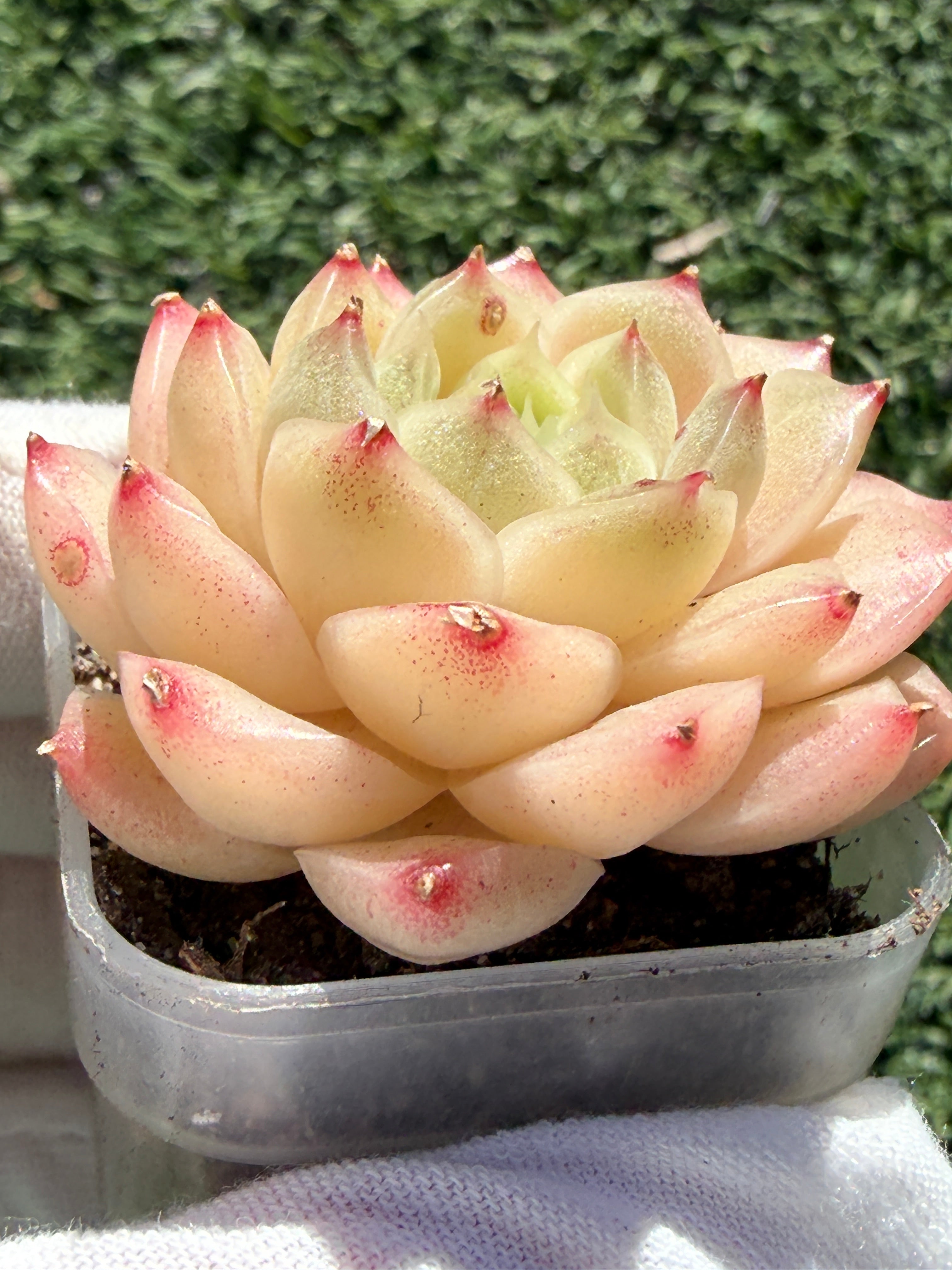 Echeveria Sweetheart M1-578 – Rare Orange-Green Succulent