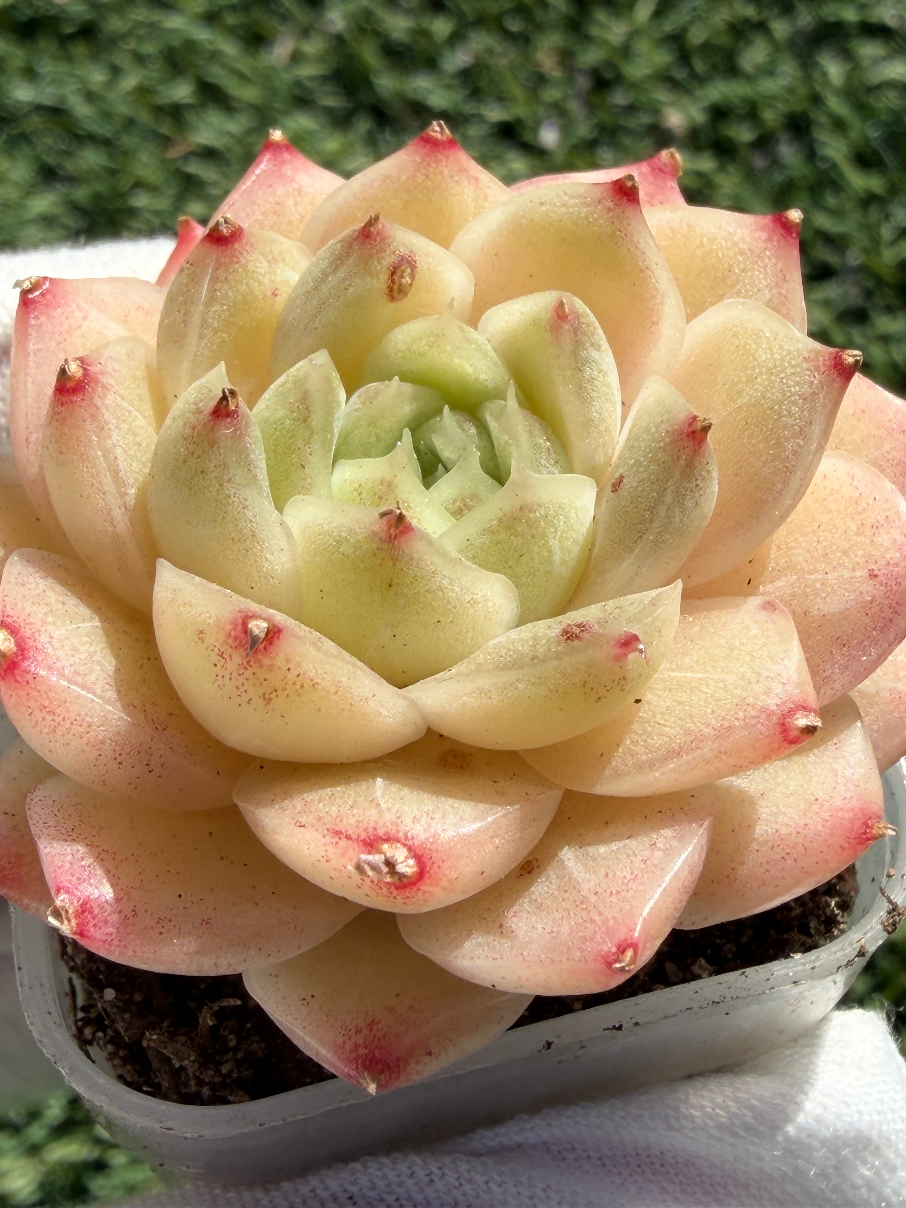 Echeveria Sweetheart M1-578 – Rare Orange-Green Succulent