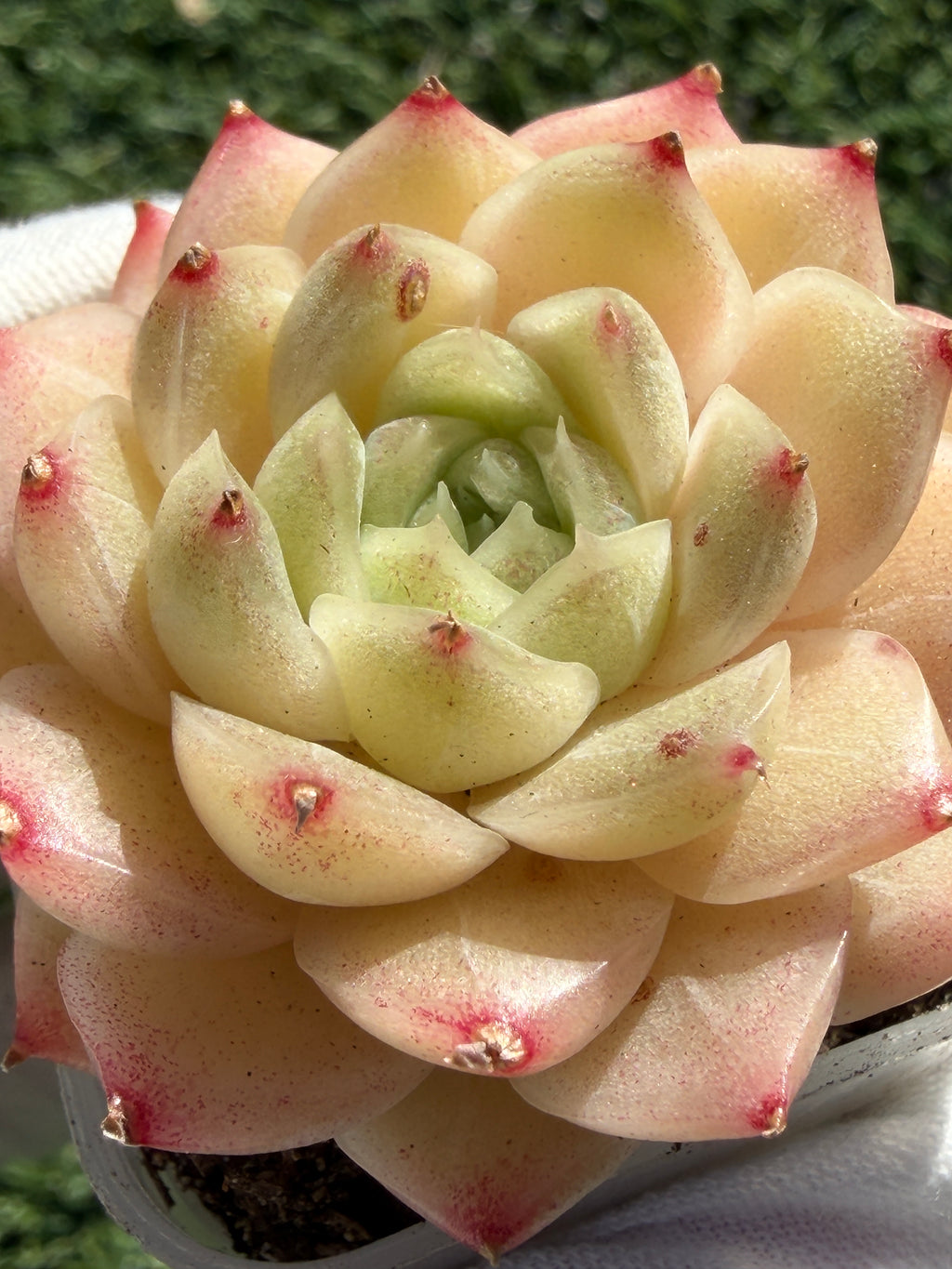 Echeveria Sweetheart M1-578 – Rare Orange-Green Succulent