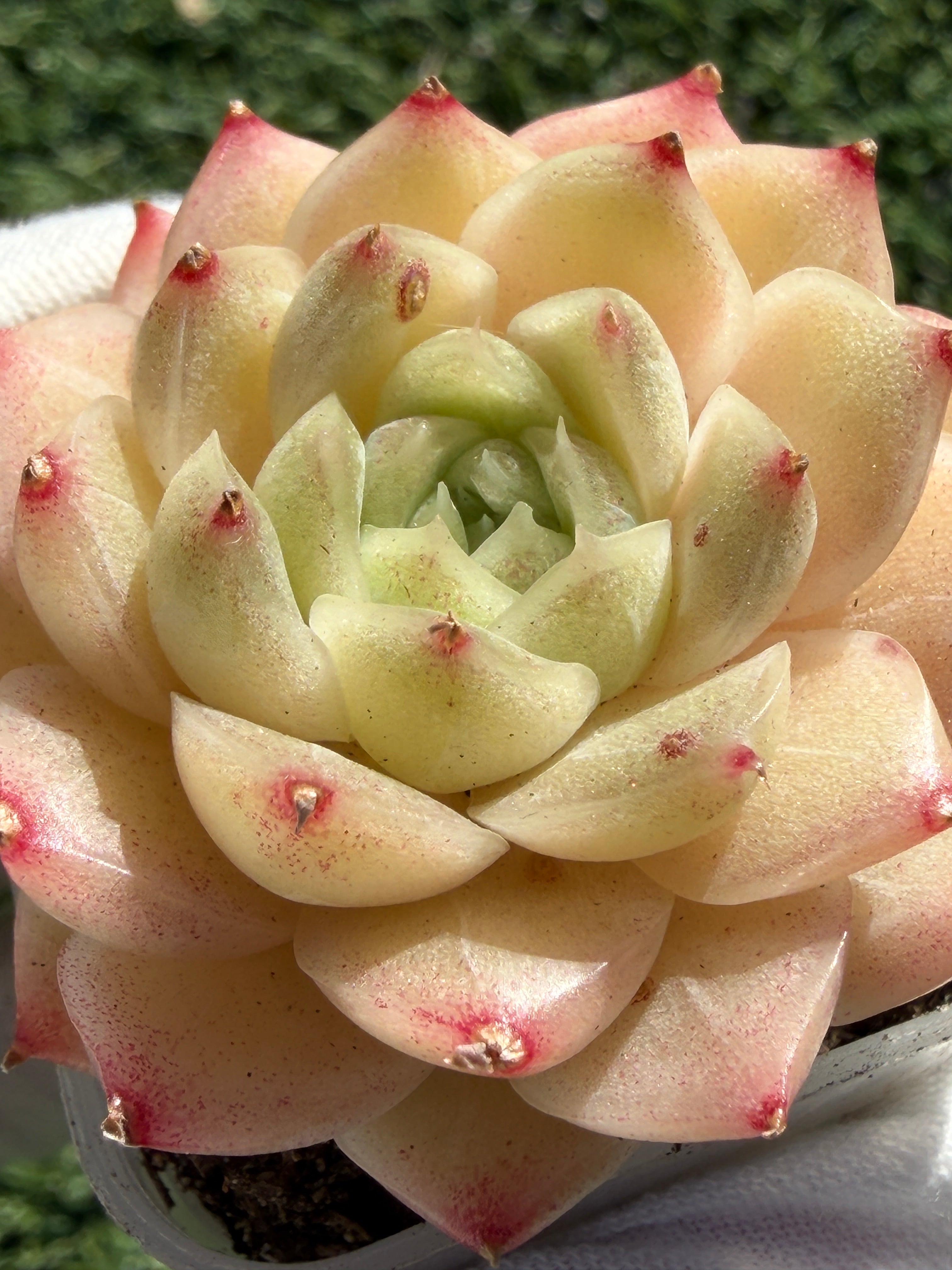 Echeveria Sweetheart M1-578 – Rare Orange-Green Succulent
