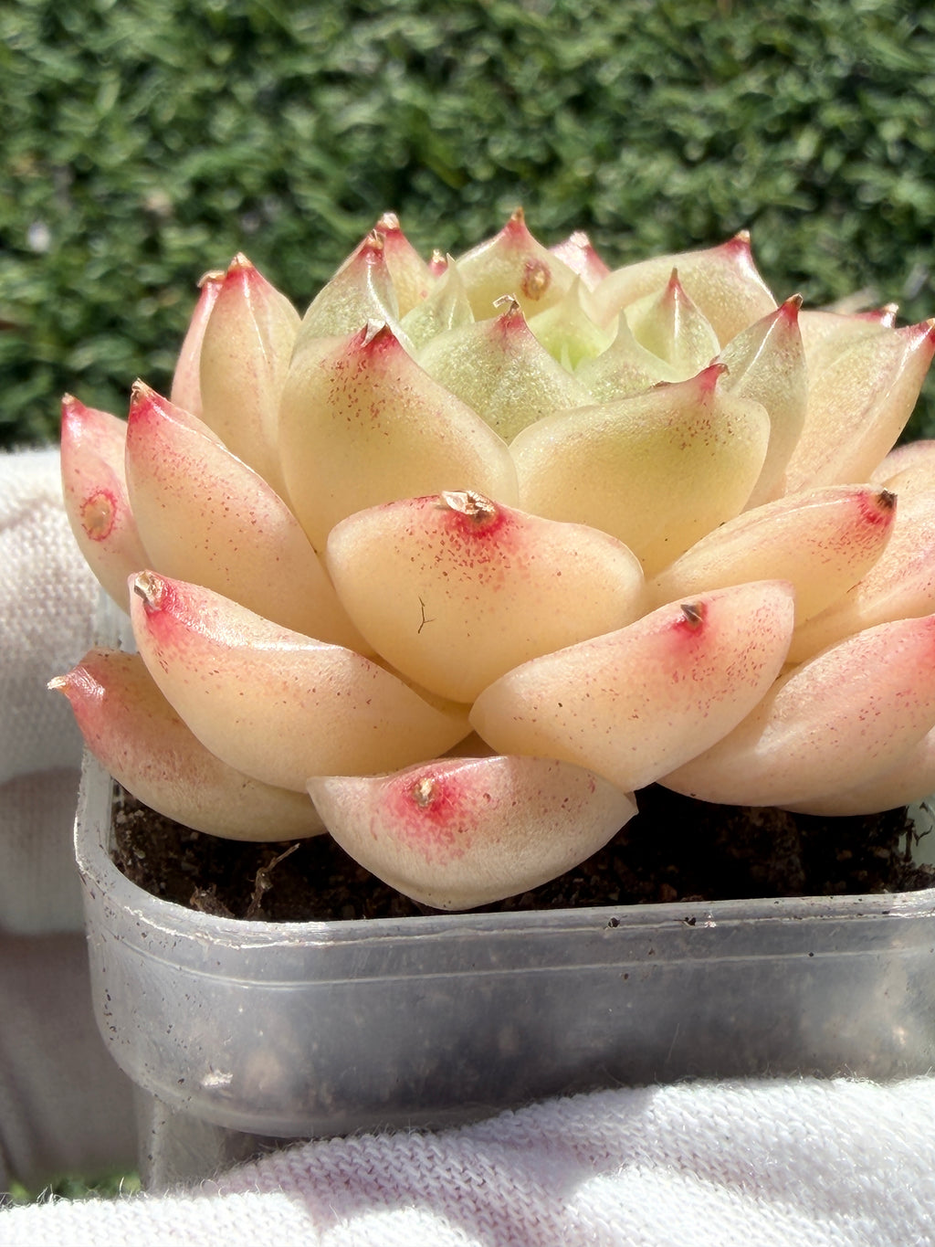 Echeveria Sweetheart M1-578 – Rare Orange-Green Succulent