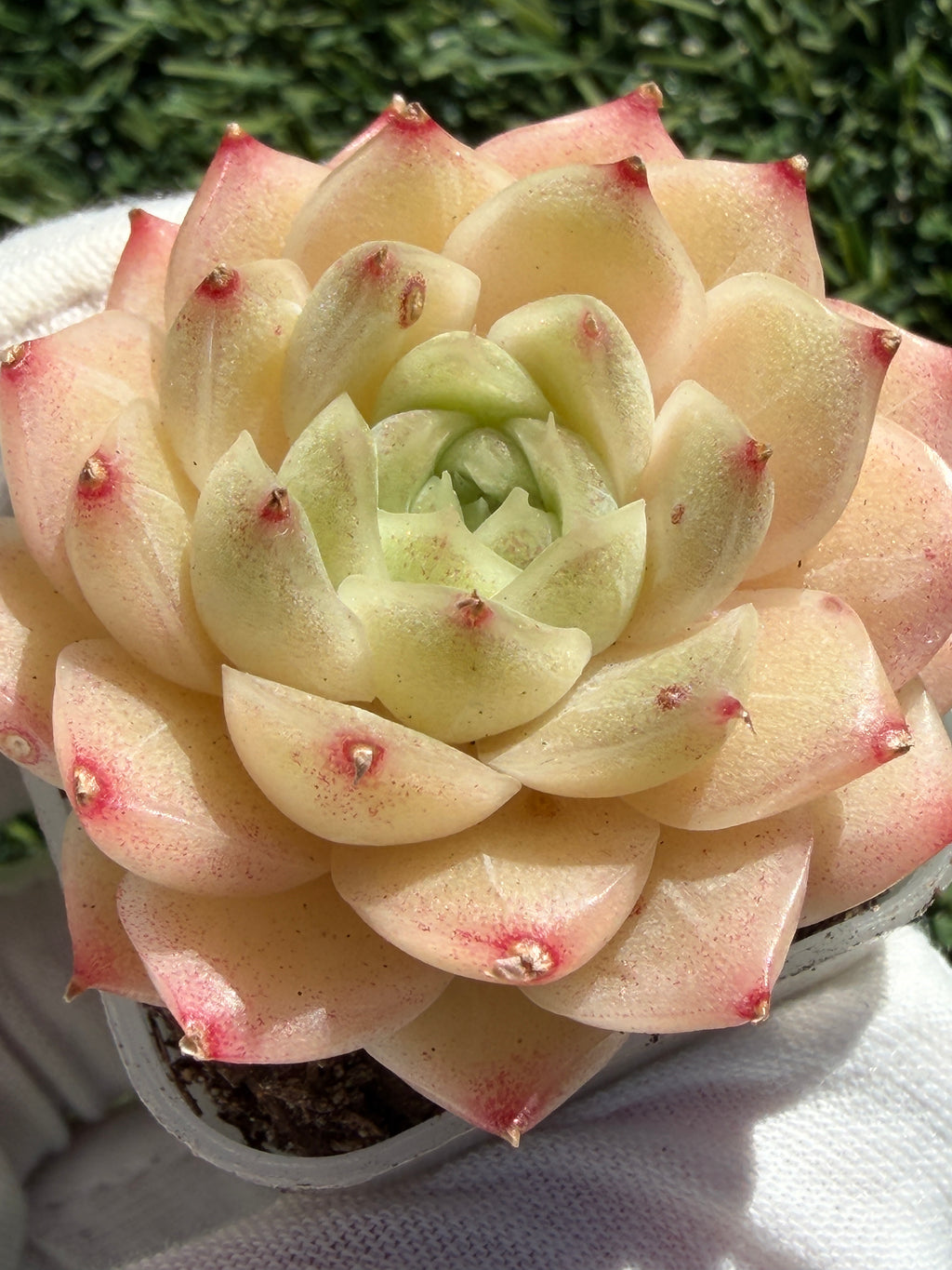 Echeveria Sweetheart M1-578 – Rare Orange-Green Succulent