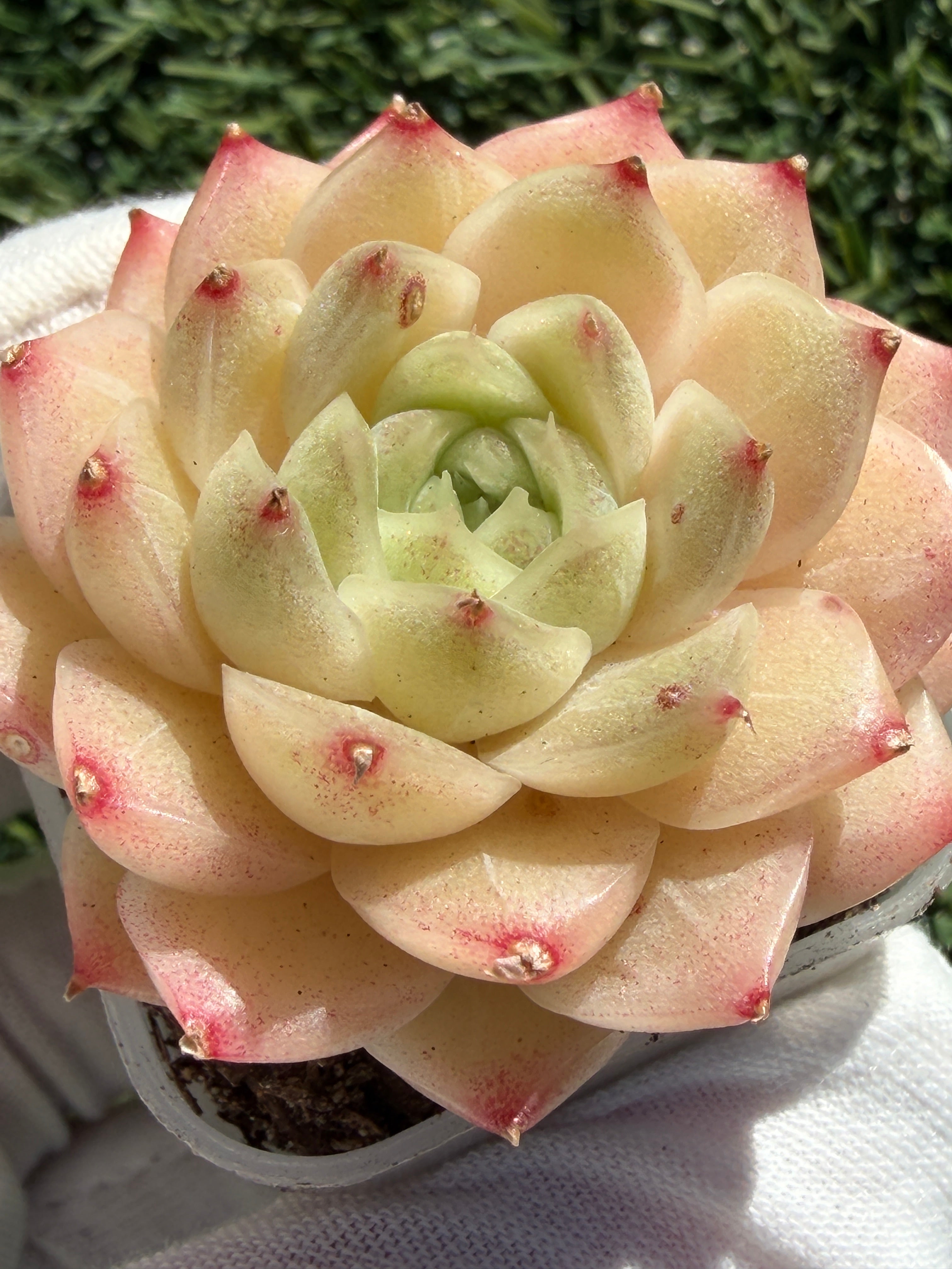 Echeveria Sweetheart M1-578 – Rare Orange-Green Succulent
