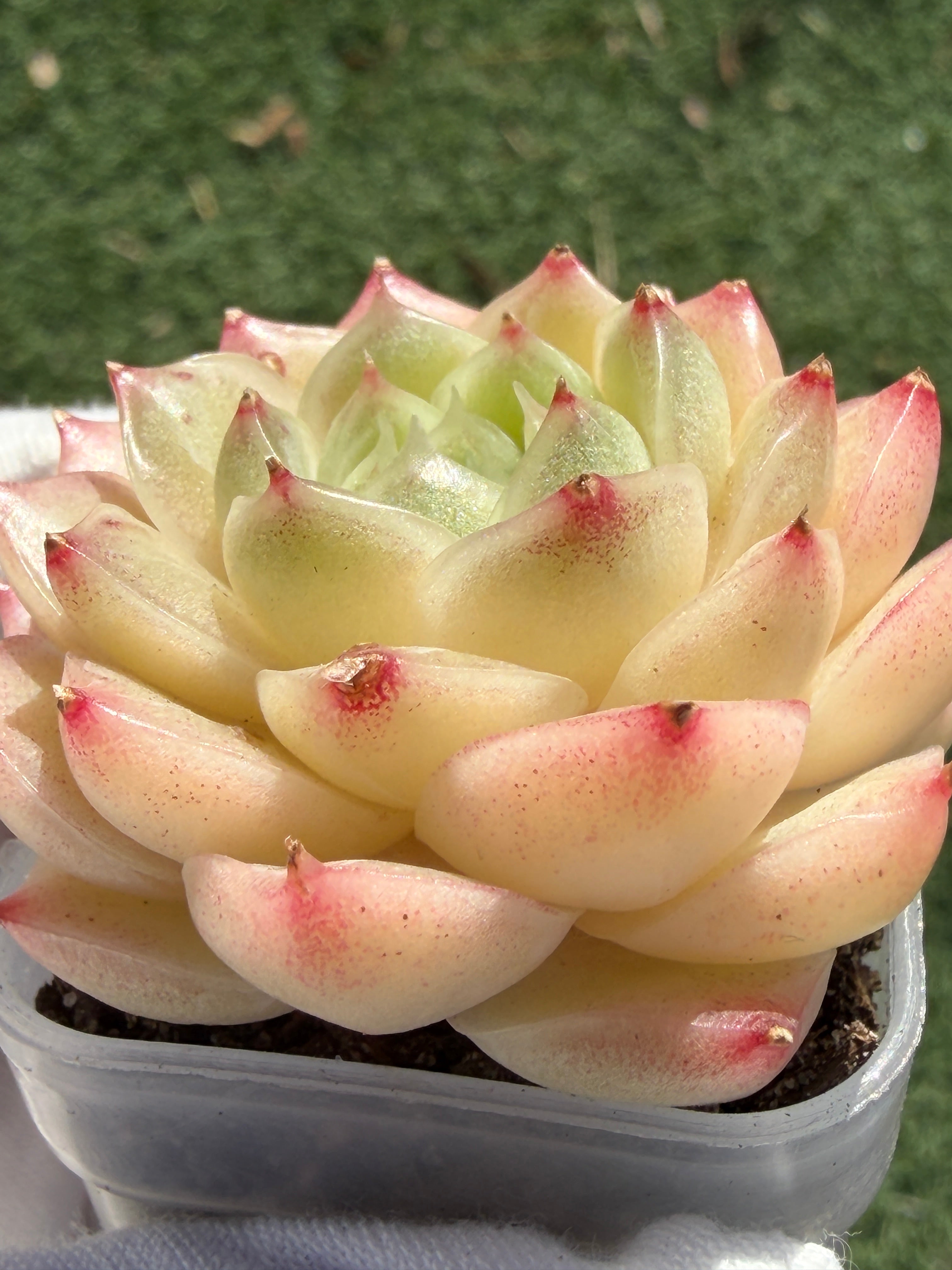Echeveria Sweetheart M1-578 – Rare Orange-Green Succulent