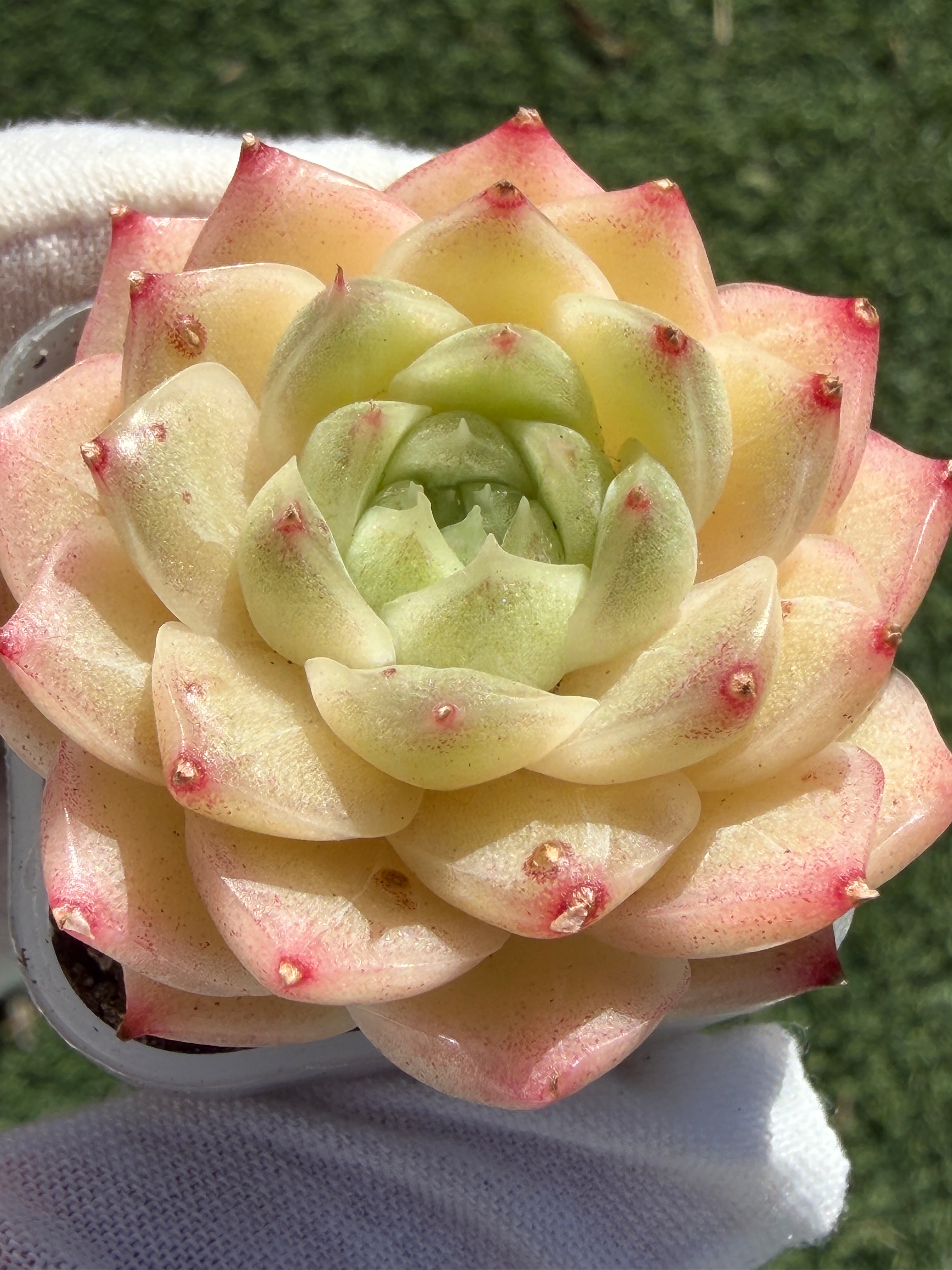 Echeveria Sweetheart M1-578 – Rare Orange-Green Succulent