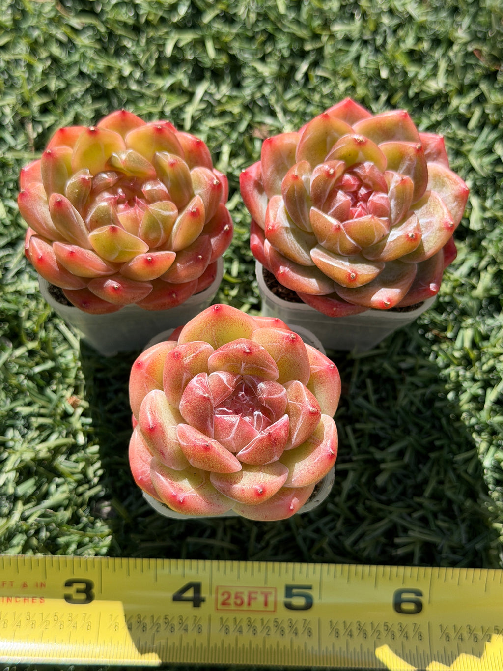 Rare Echeveria Sweetheart Series — Vibrant Orange Rosette Succulent | Huamoo Amigo