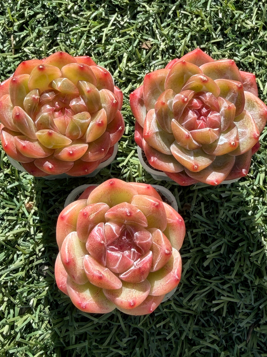 Rare Echeveria Sweetheart Series — Vibrant Orange Rosette Succulent | Huamoo Amigo