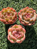 Rare Echeveria Sweetheart Series — Vibrant Orange Rosette Succulent | Huamoo Amigo