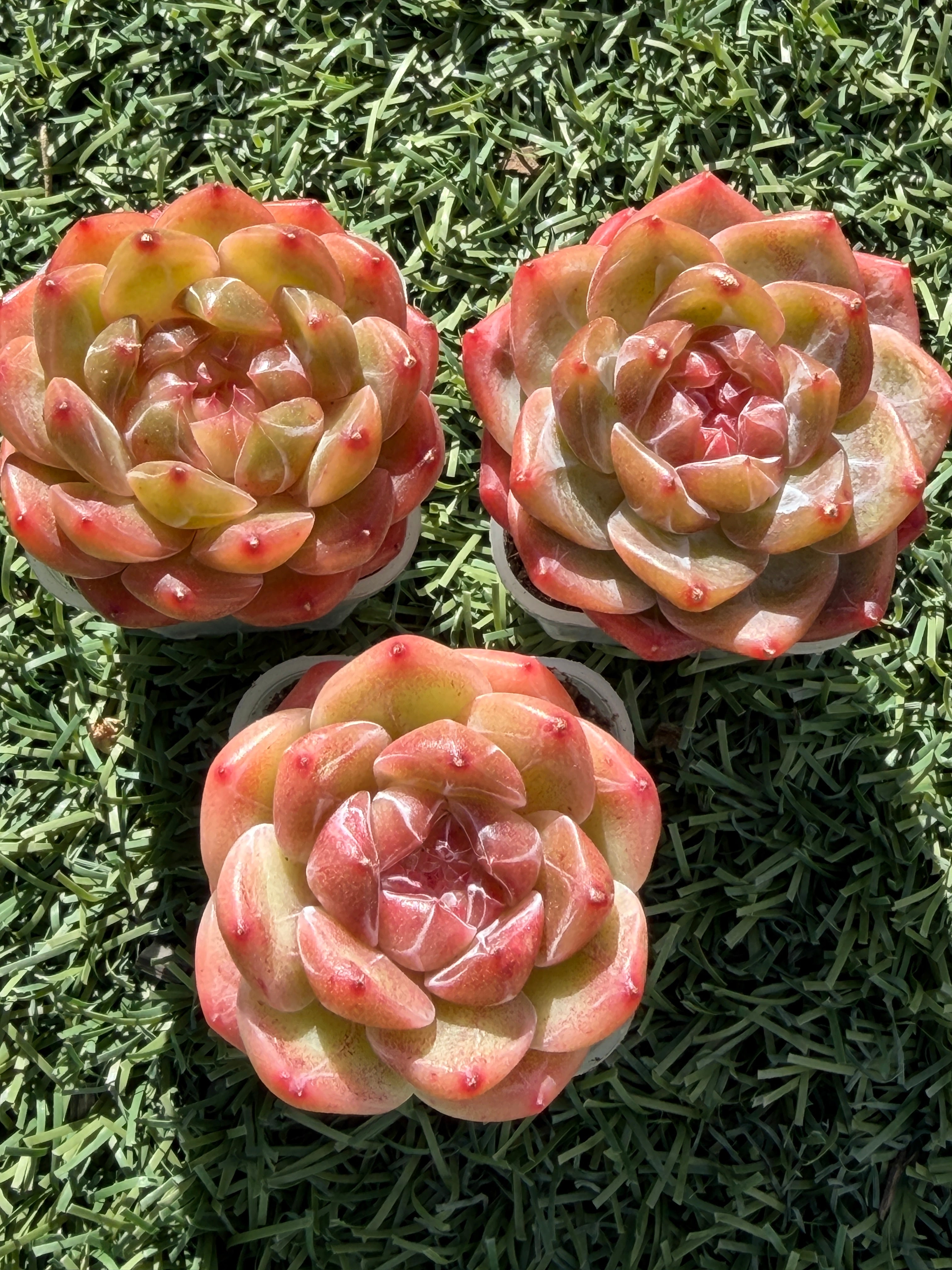 Rare Echeveria Sweetheart Series — Vibrant Orange Rosette Succulent | Huamoo Amigo