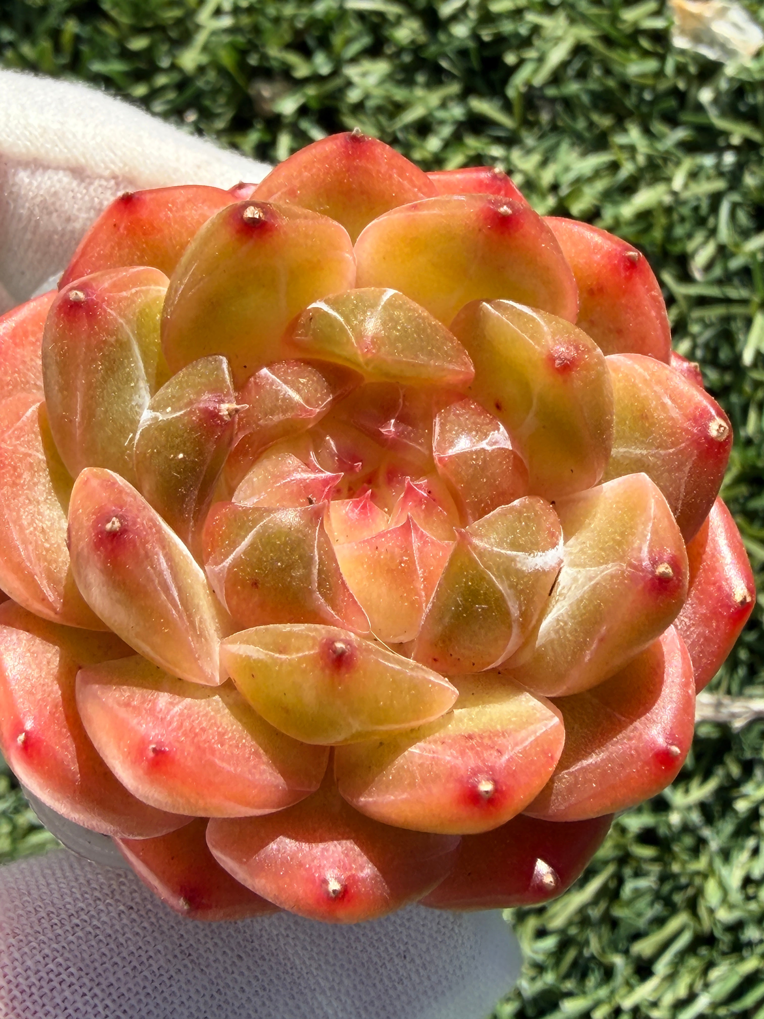 Rare Echeveria Sweetheart Series — Vibrant Orange Rosette Succulent | Huamoo Amigo