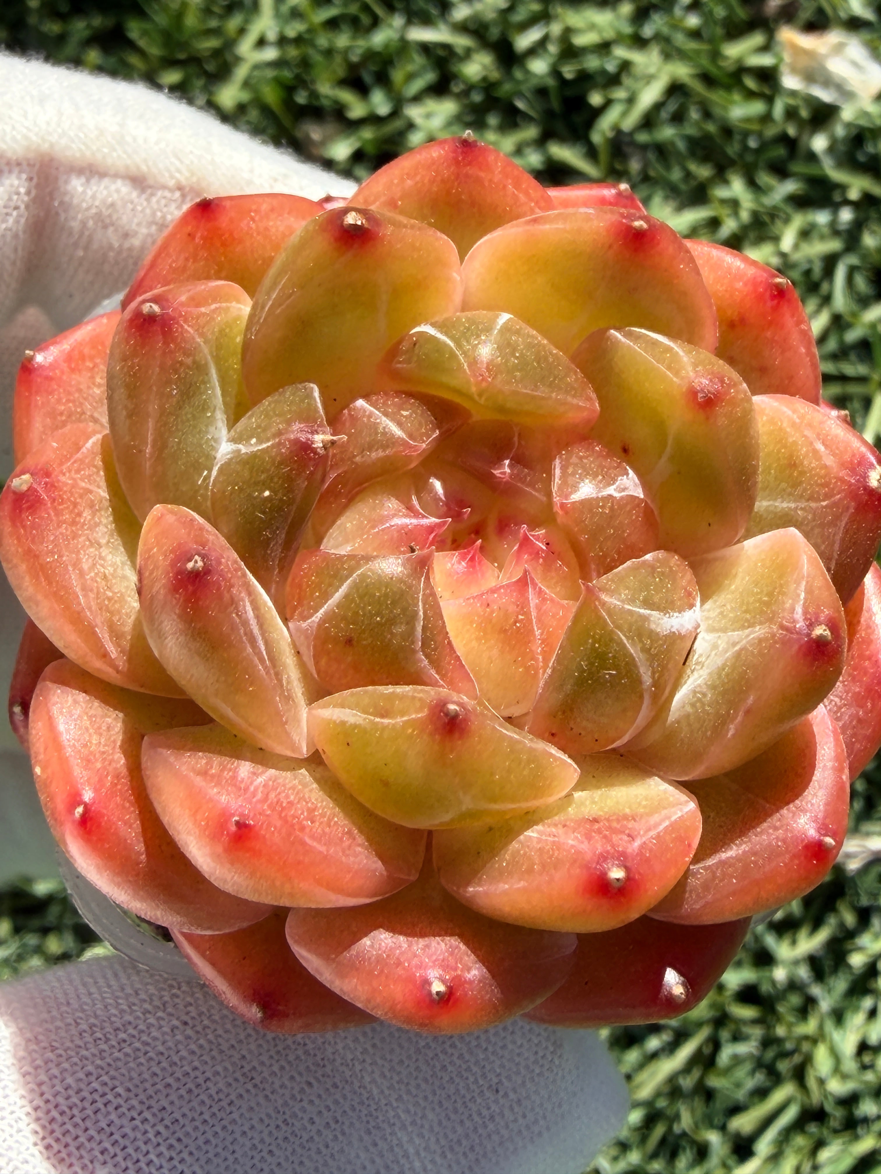 Rare Echeveria Sweetheart Series — Vibrant Orange Rosette Succulent | Huamoo Amigo