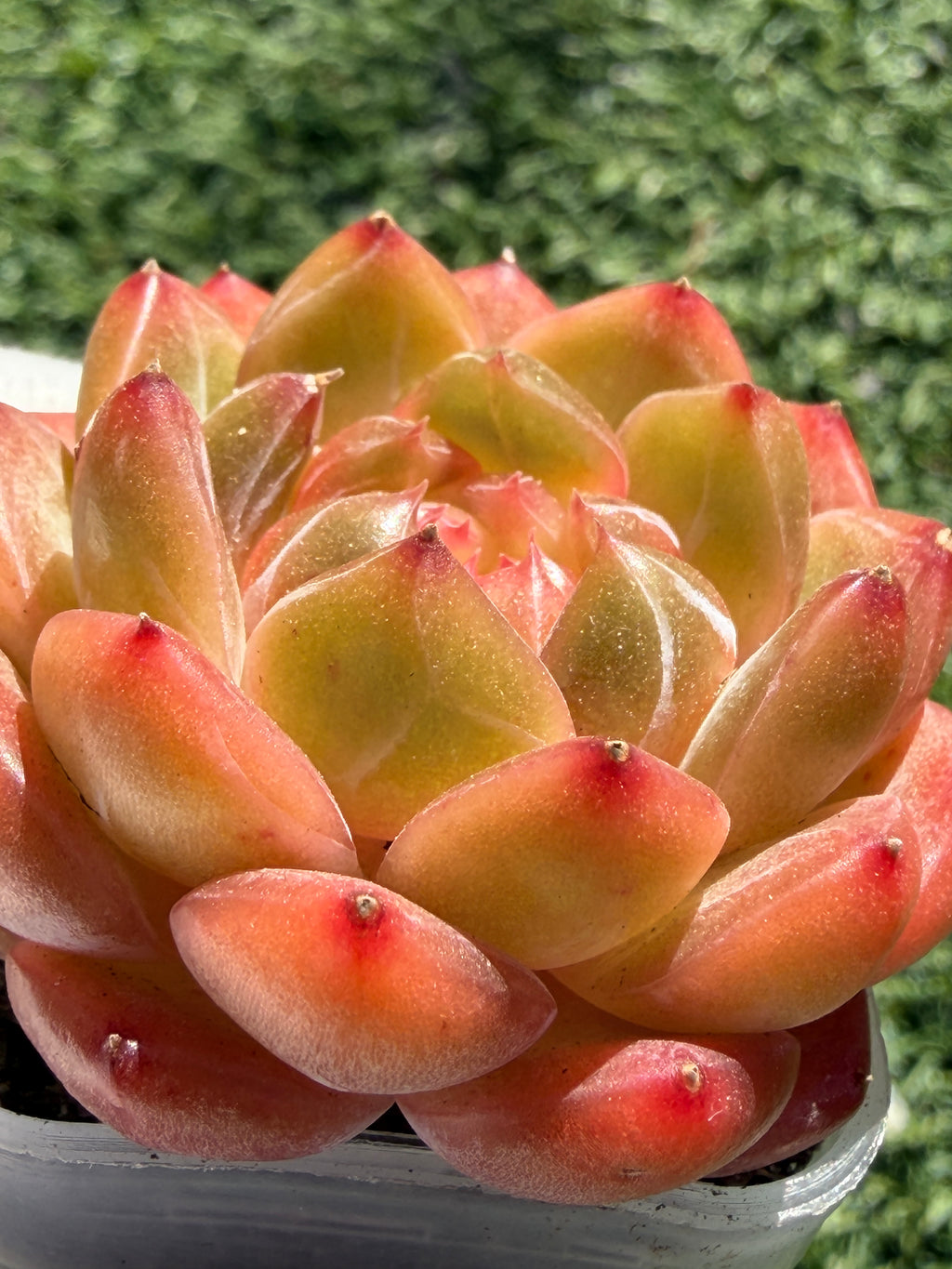 Rare Echeveria Sweetheart Series — Vibrant Orange Rosette Succulent | Huamoo Amigo