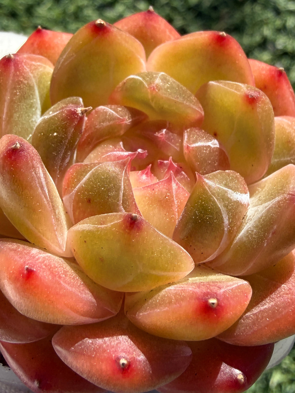 Rare Echeveria Sweetheart Series — Vibrant Orange Rosette Succulent | Huamoo Amigo