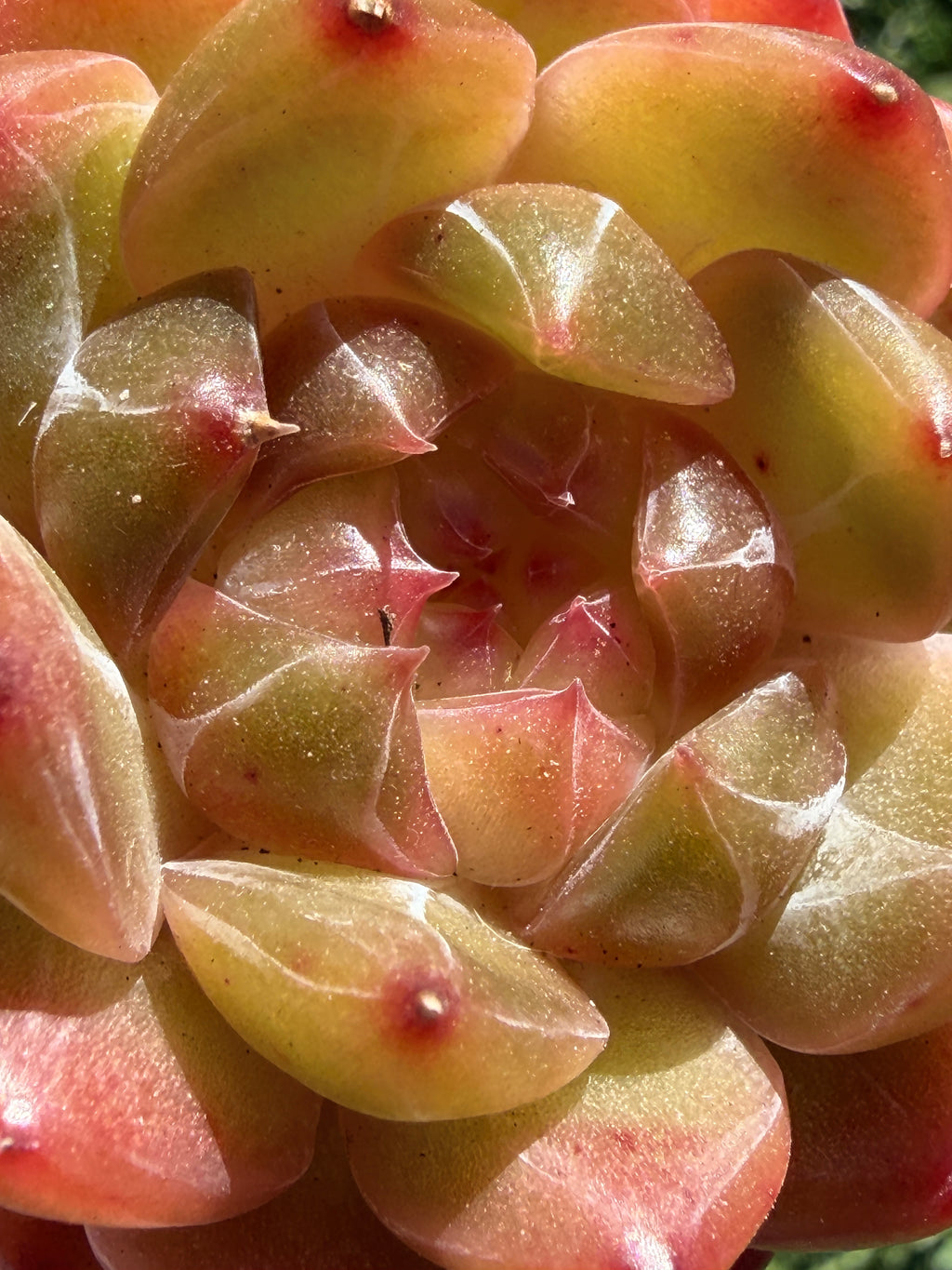 Rare Echeveria Sweetheart Series — Vibrant Orange Rosette Succulent | Huamoo Amigo