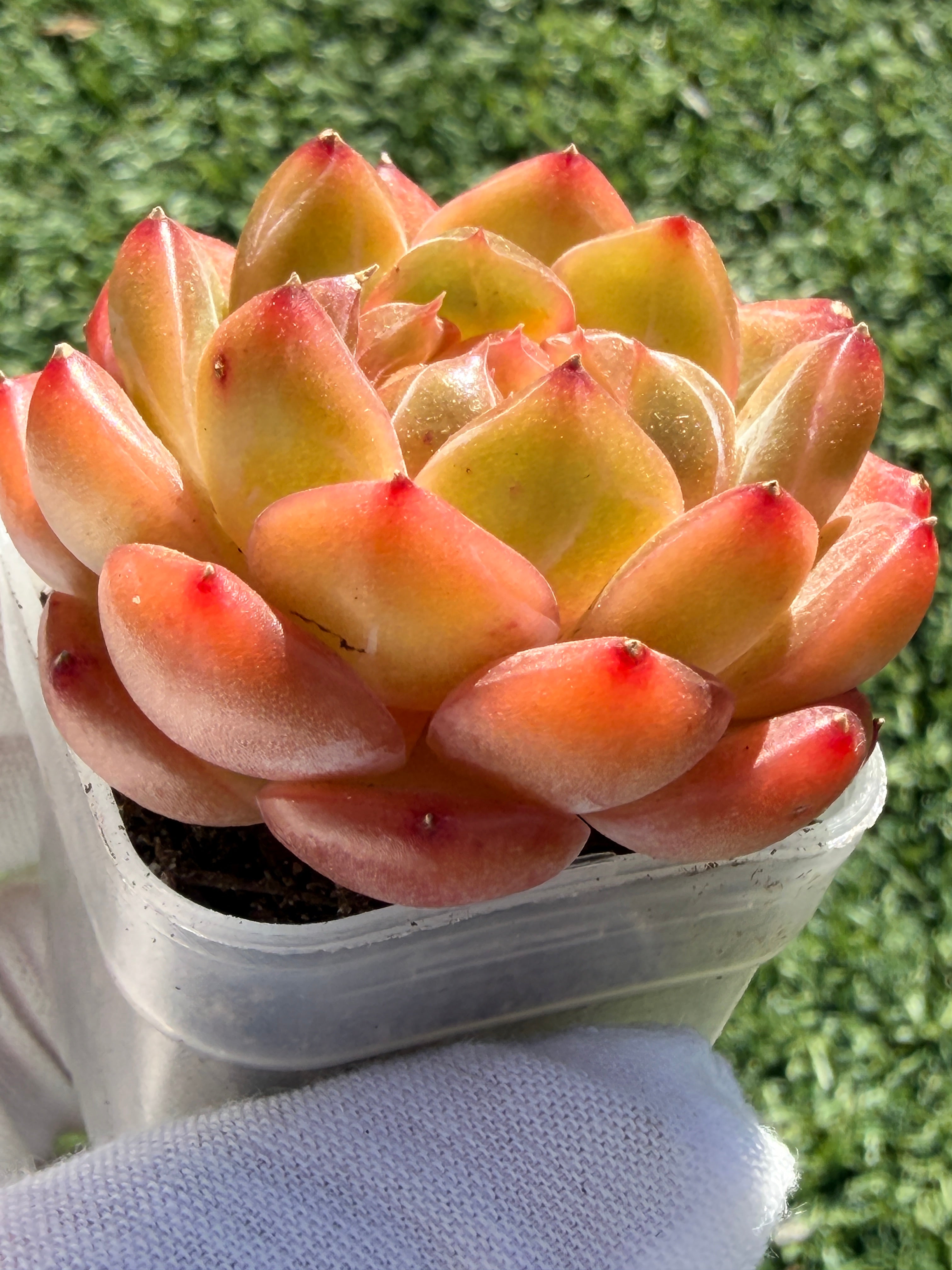 Rare Echeveria Sweetheart Series — Vibrant Orange Rosette Succulent | Huamoo Amigo