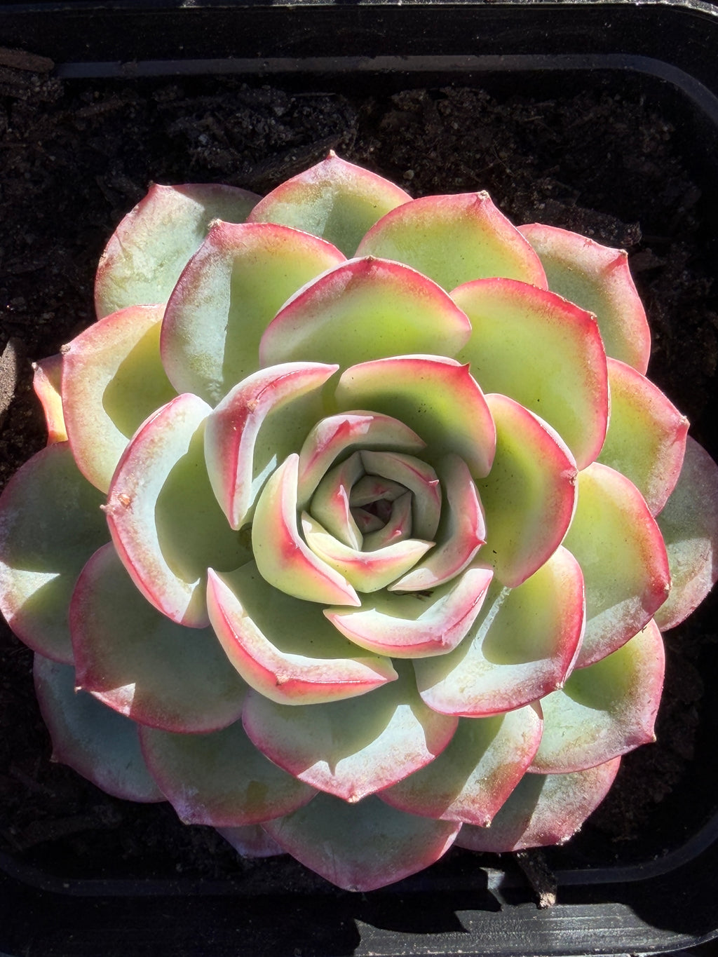 Rare Pastel Echeveria 'Orange Dew' Succulent | Pink-Edged Rosette | USDA-Permitted | Huamoo Amigo Farm