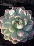 Rare Echeveria 'Startana Variegated' | Imported Live Succulent | Huamoo Amigo Farm