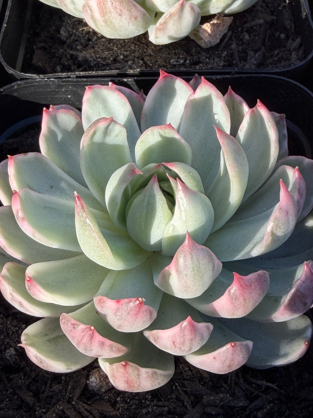 Rare Echeveria 'Startana Variegated' | Imported Live Succulent | Huamoo Amigo Farm