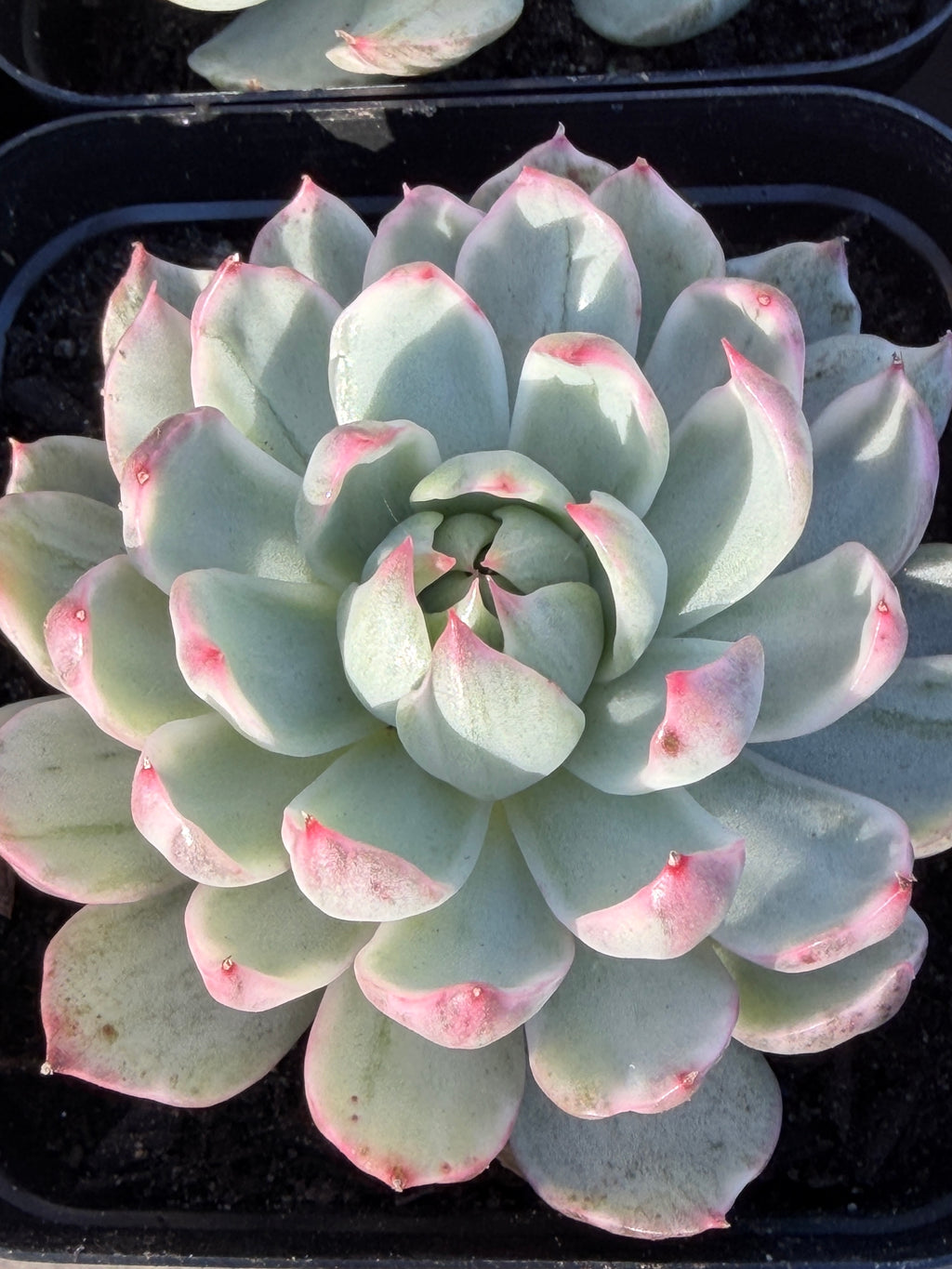 Rare Echeveria 'Startana Variegated' | Imported Live Succulent | Huamoo Amigo Farm