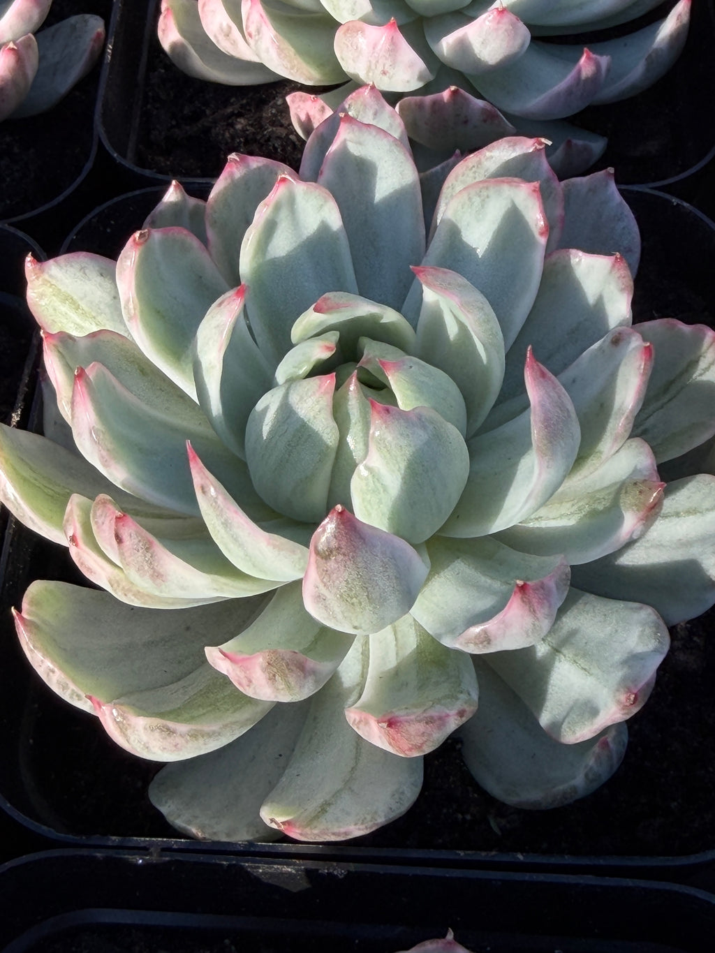 Rare Echeveria 'Startana Variegated' | Imported Live Succulent | Huamoo Amigo Farm