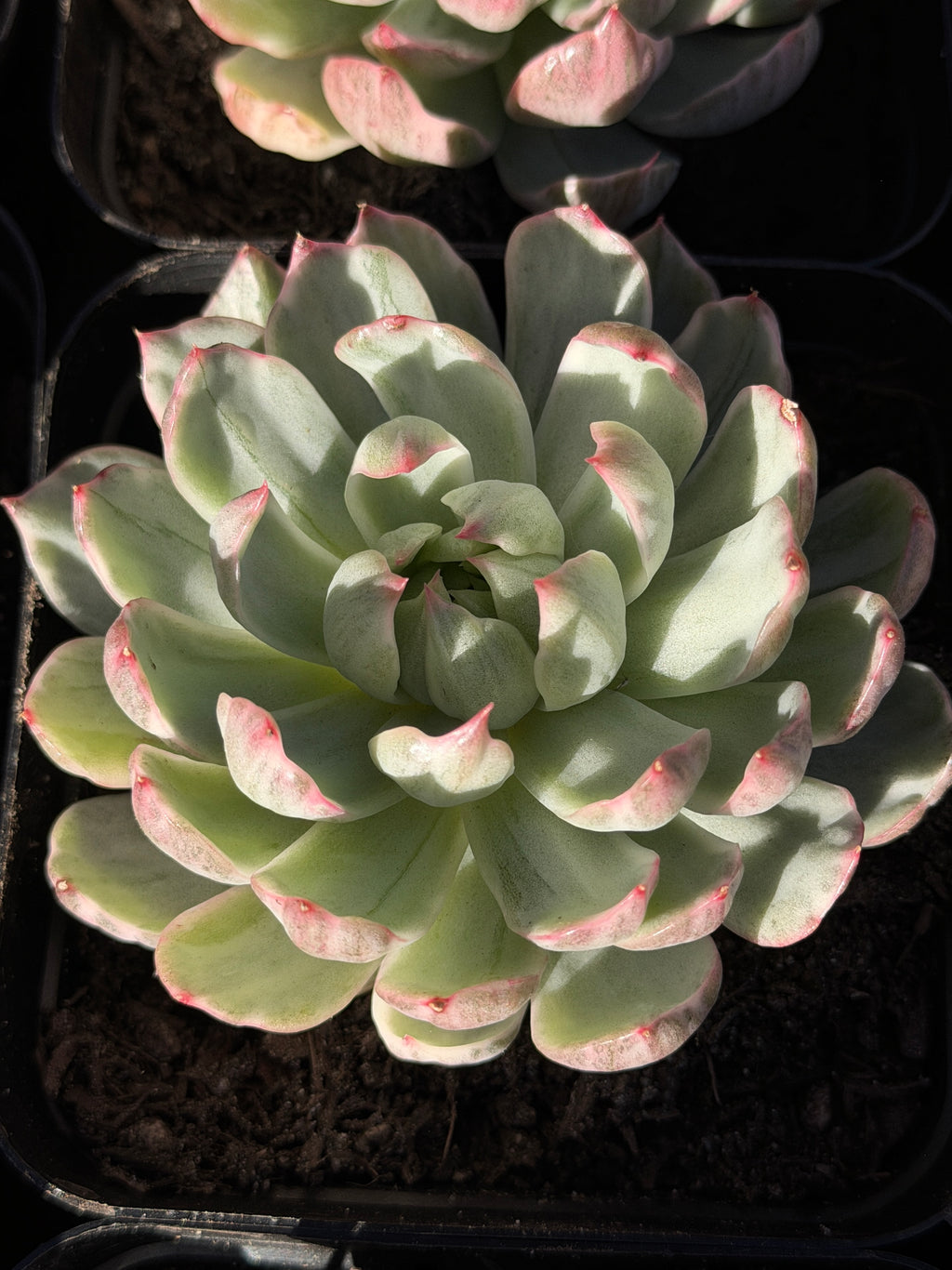 Rare Echeveria 'Startana Variegated' | Imported Live Succulent | Huamoo Amigo Farm
