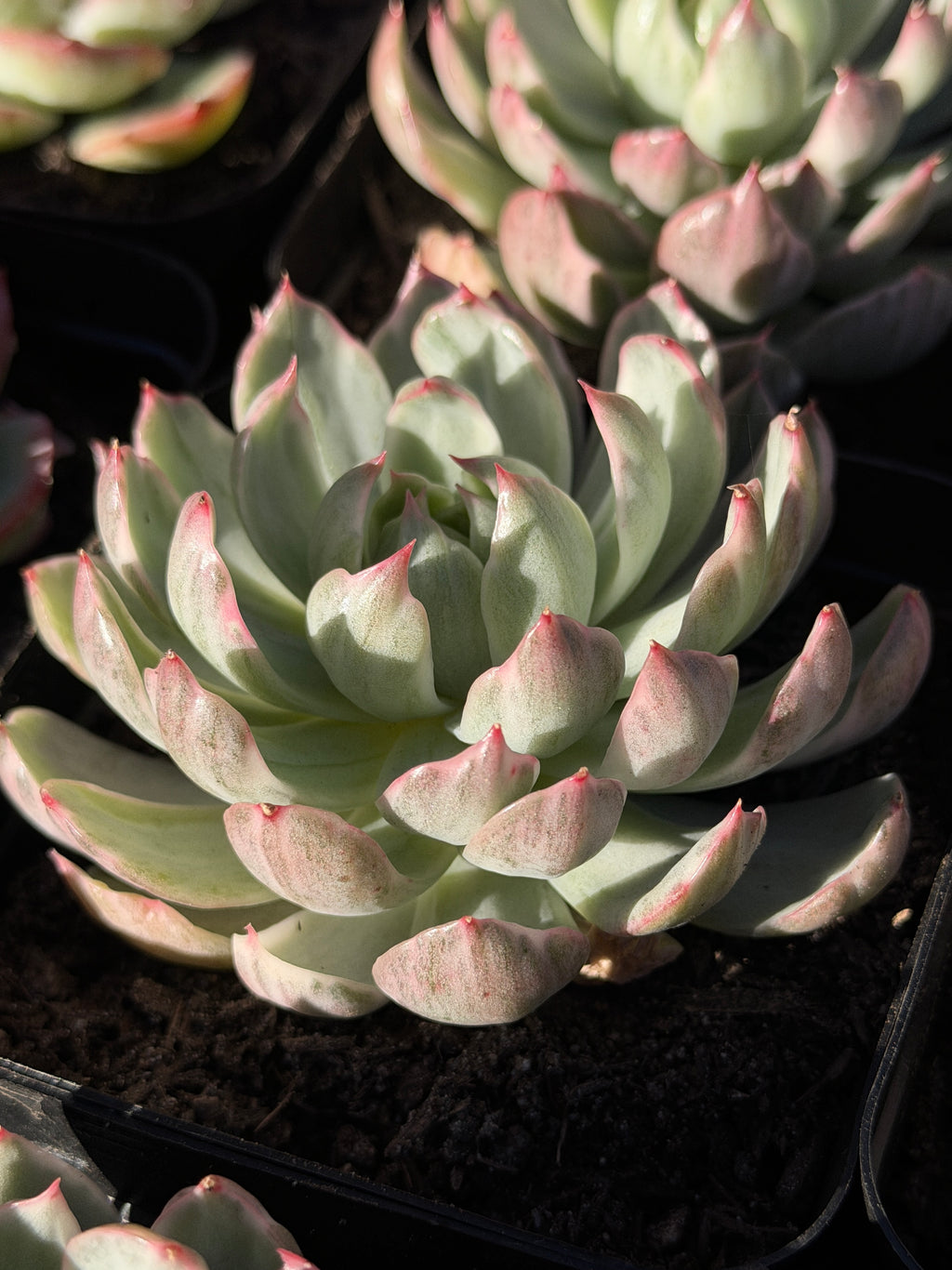 Rare Echeveria 'Startana Variegated' | Imported Live Succulent | Huamoo Amigo Farm