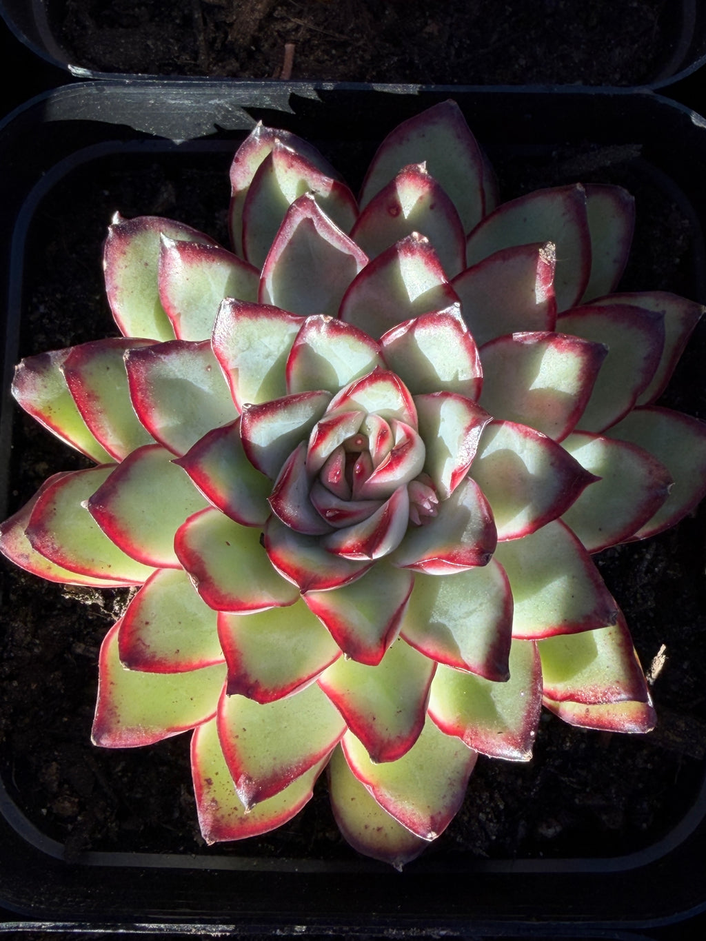 Rare Echeveria ‘Mexican Spirit’ – Premium Imported Hybrid Succulent