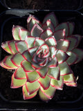 Rare Echeveria ‘Mexican Spirit’ – Premium Imported Hybrid Succulent