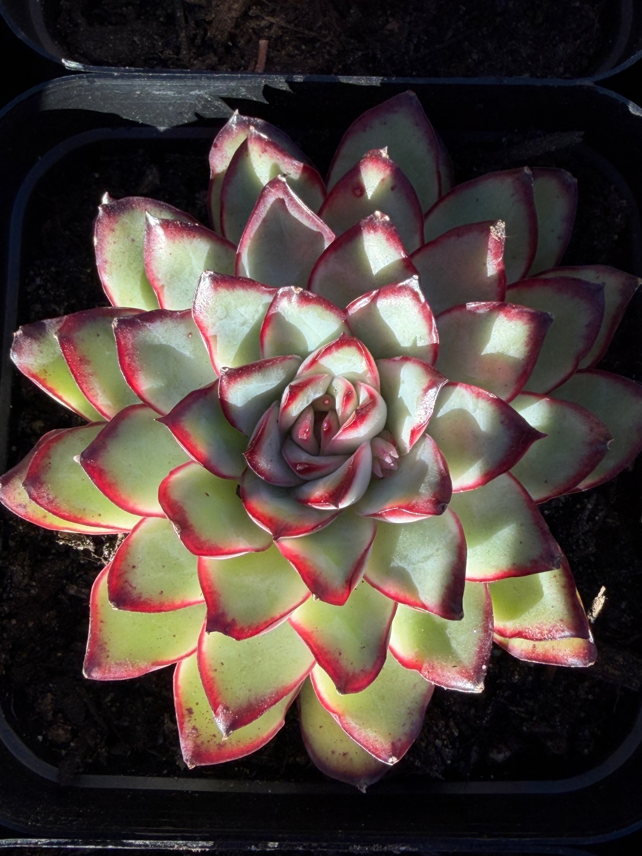 Rare Echeveria ‘Mexican Spirit’ – Premium Imported Hybrid Succulent
