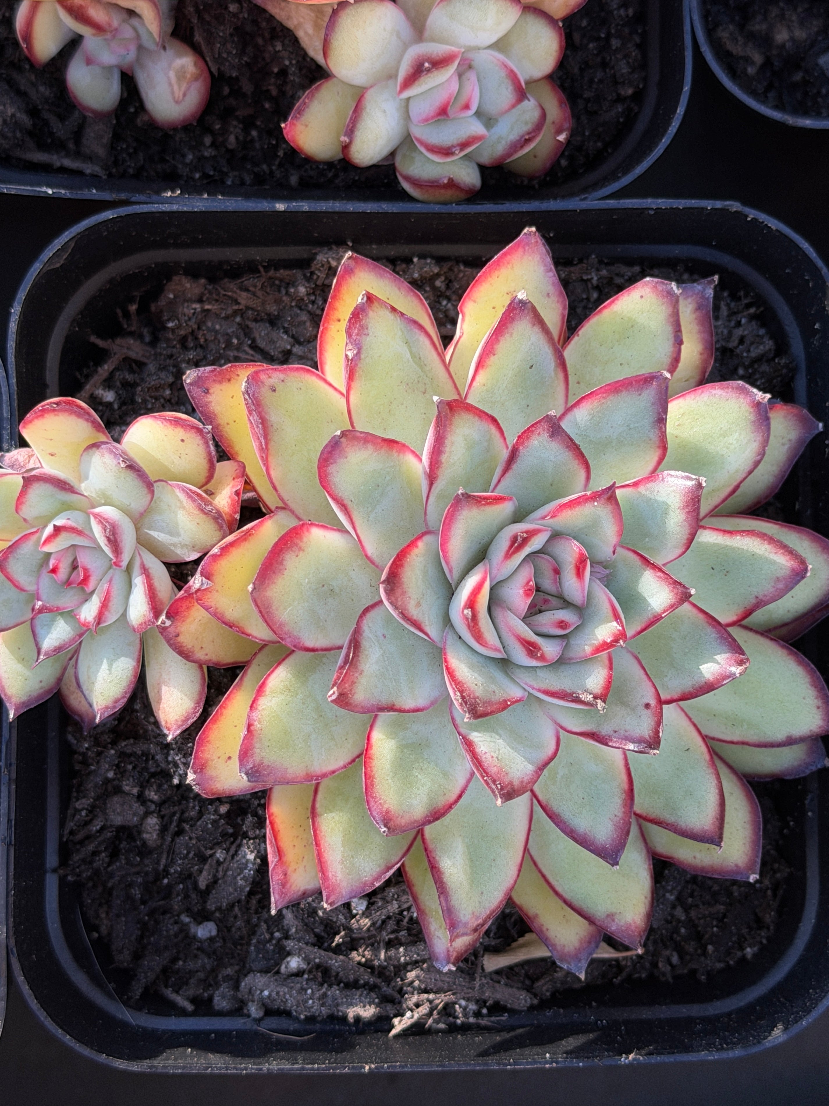 Rare Echeveria ‘Mexican Spirit’ – Premium Imported Hybrid Succulent