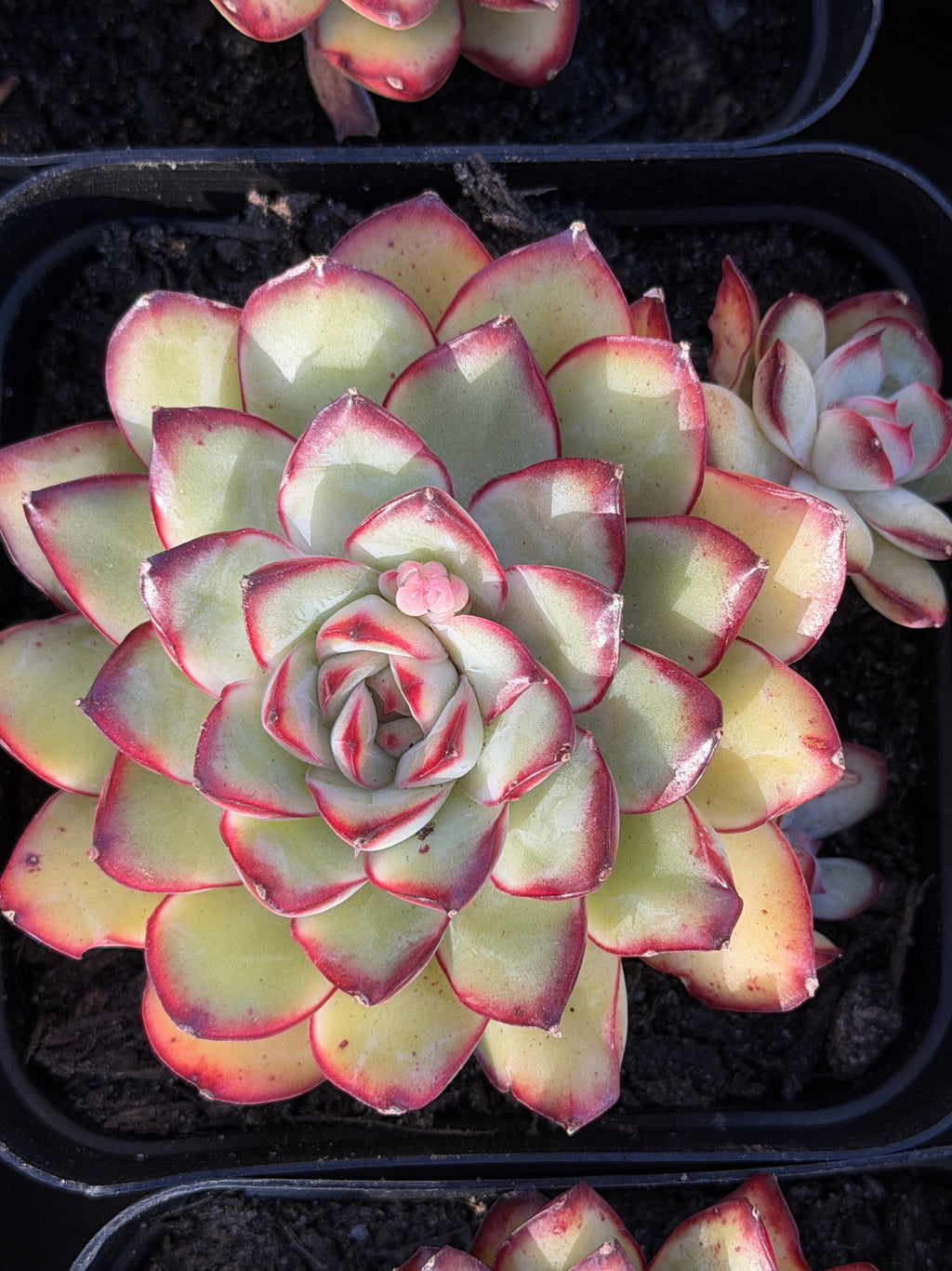 Rare Echeveria ‘Mexican Spirit’ – Premium Imported Hybrid Succulent