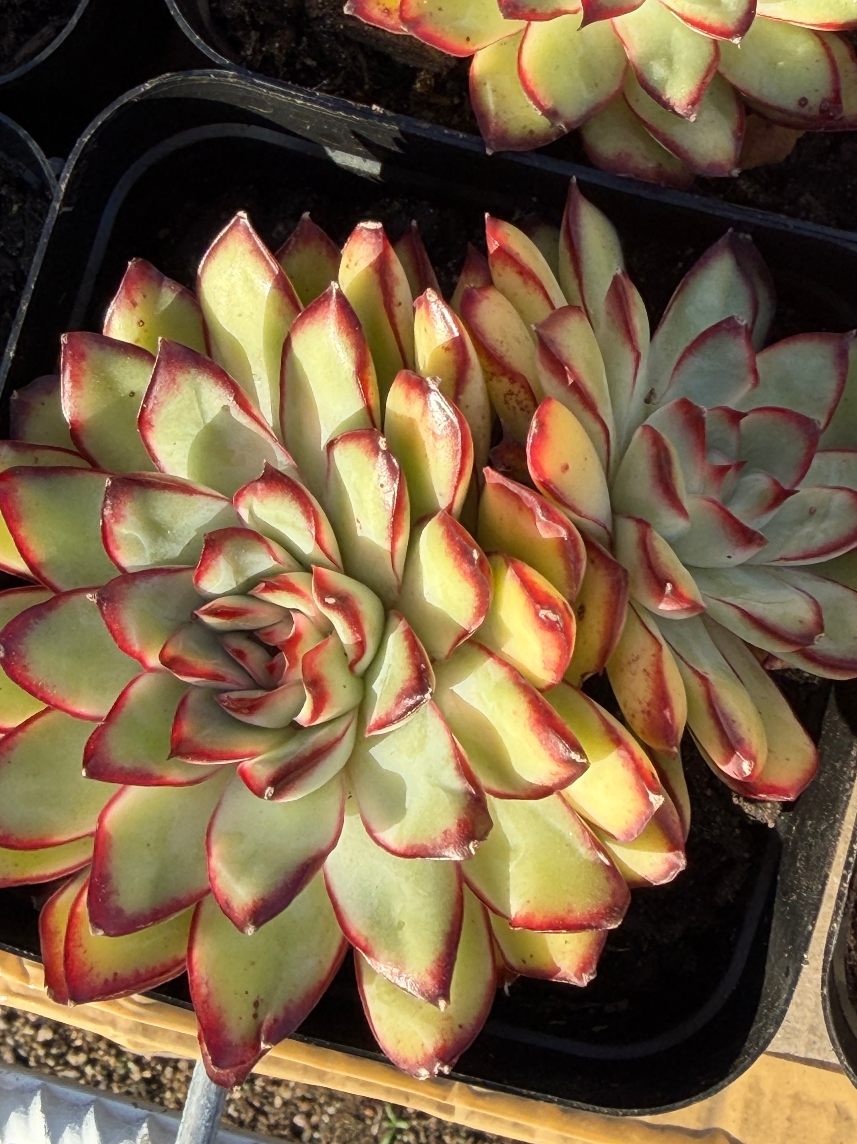 Rare Echeveria ‘Mexican Spirit’ – Premium Imported Hybrid Succulent