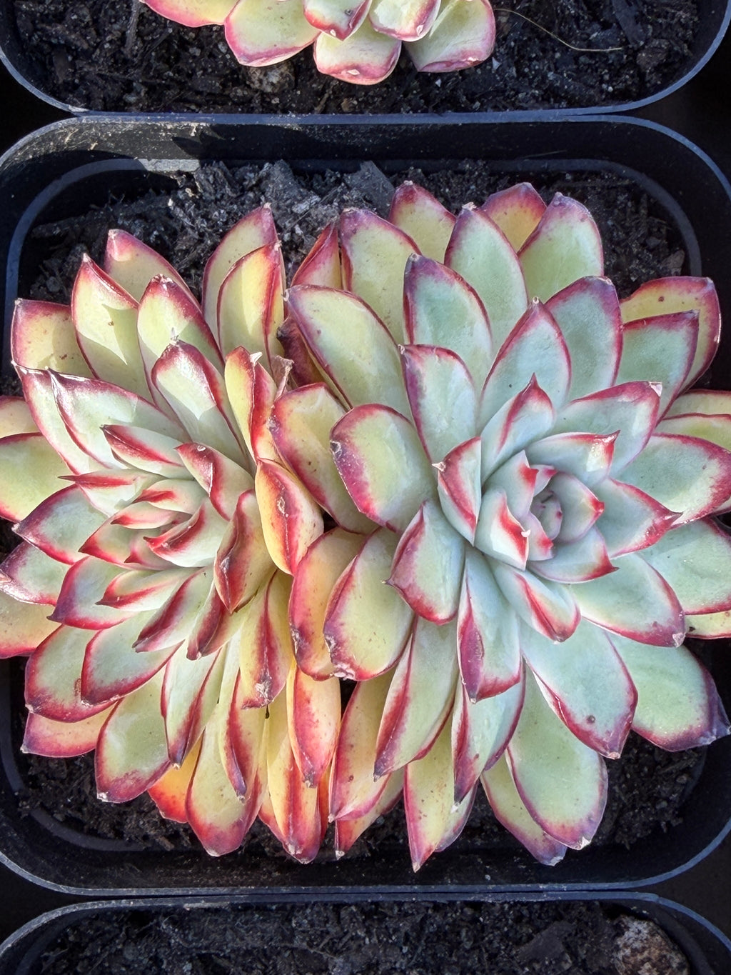 Rare Echeveria ‘Mexican Spirit’ – Premium Imported Hybrid Succulent