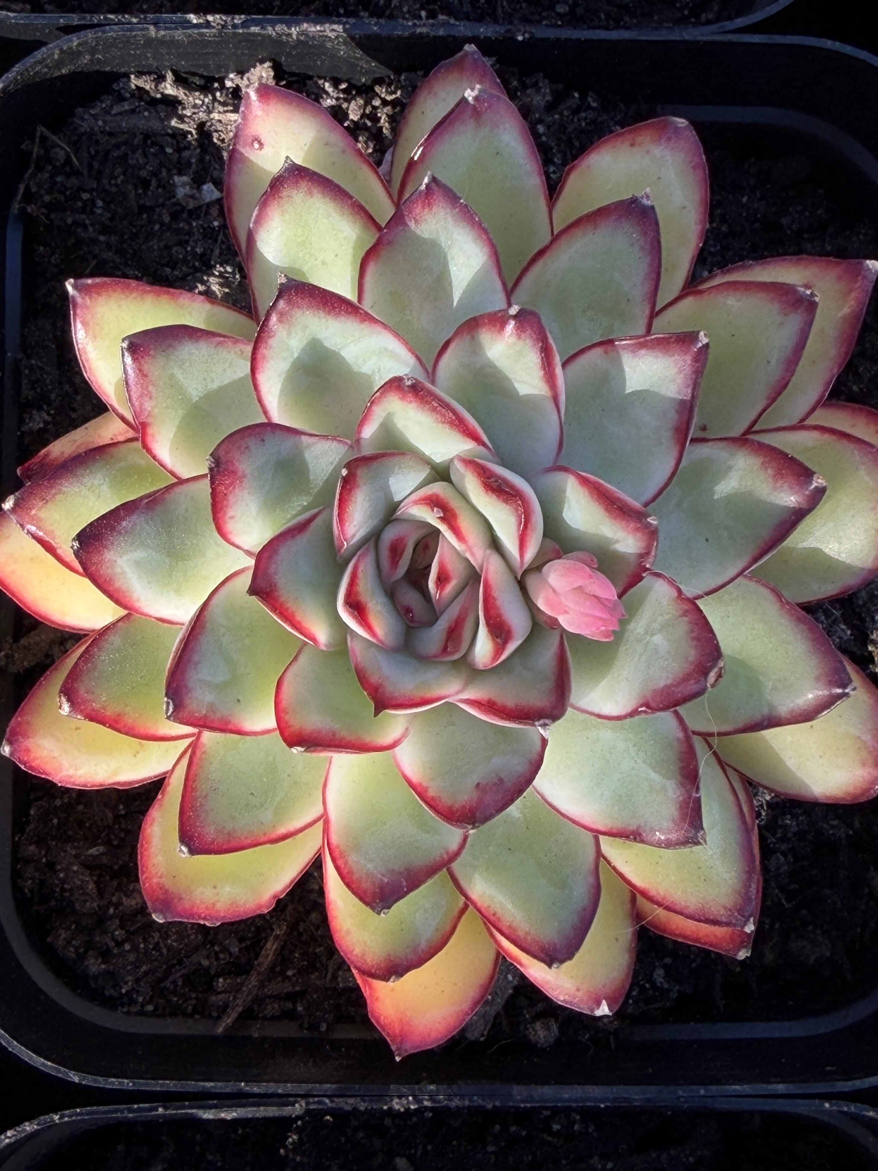 Rare Echeveria ‘Mexican Spirit’ – Premium Imported Hybrid Succulent
