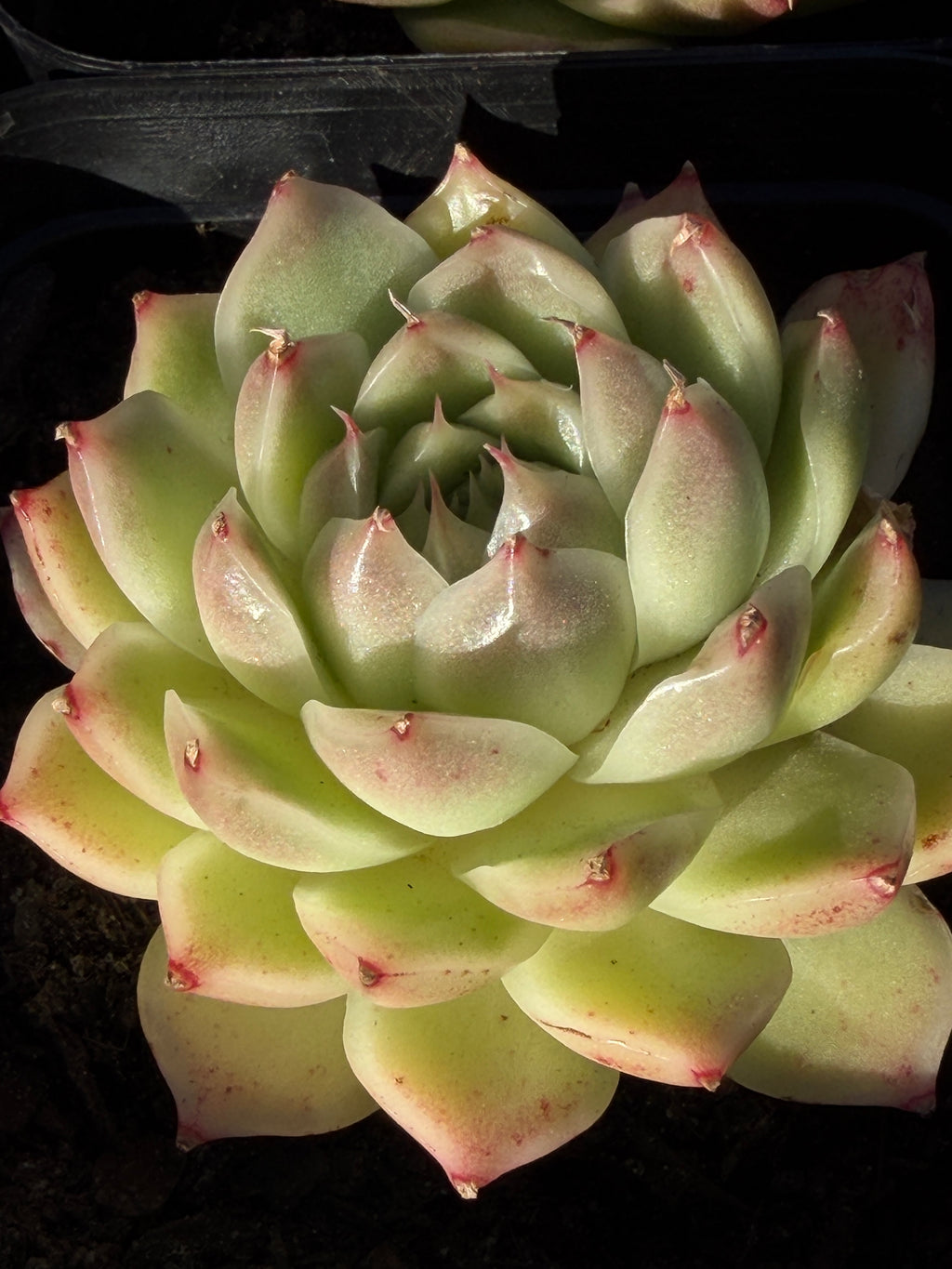 Rare Echeveria ‘Malgan‑1’ — Premium Korean Hybrid (Single or Multi‑Head)**