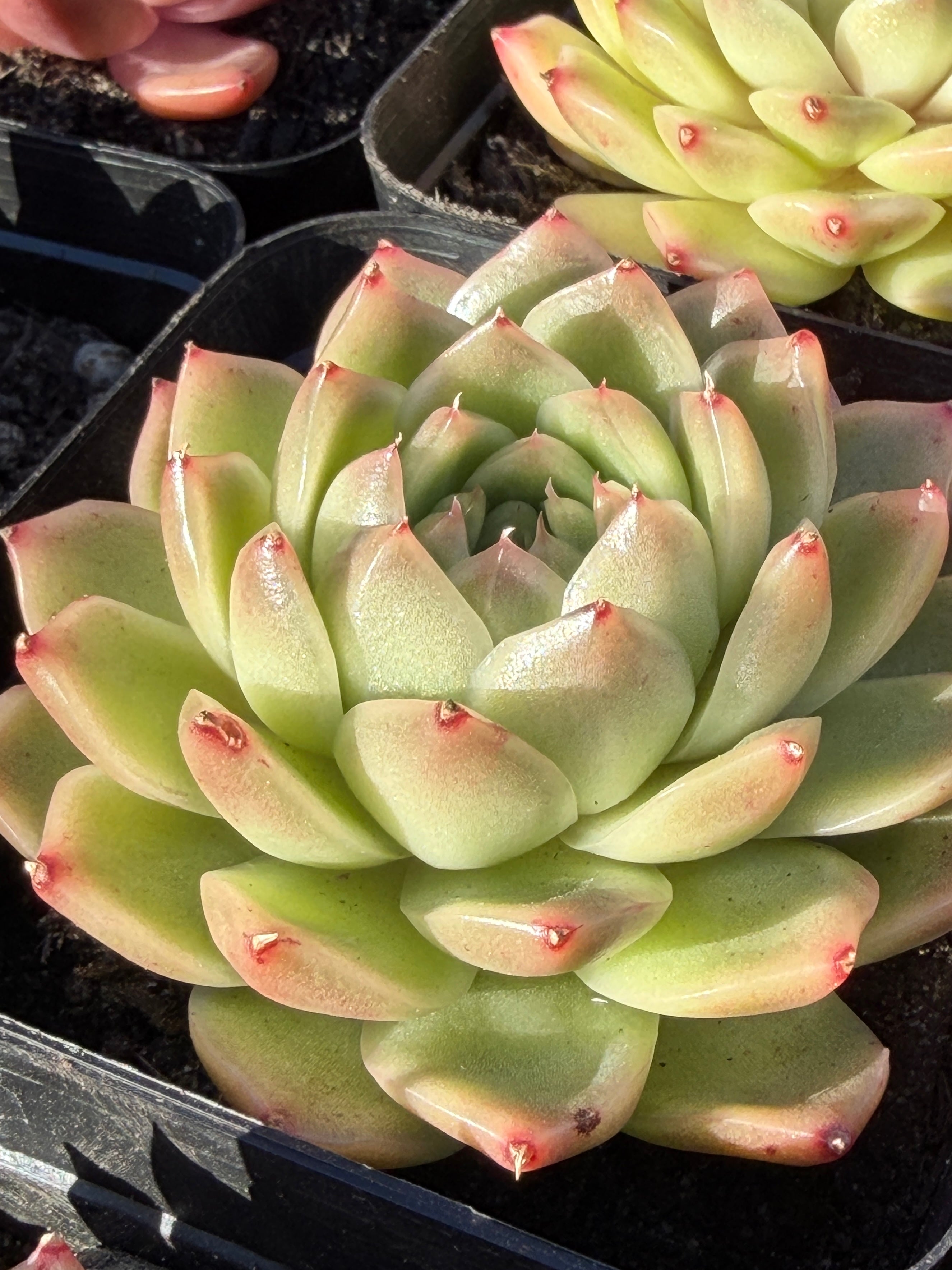 Rare Echeveria ‘Malgan‑1’ — Premium Korean Hybrid (Single or Multi‑Head)**