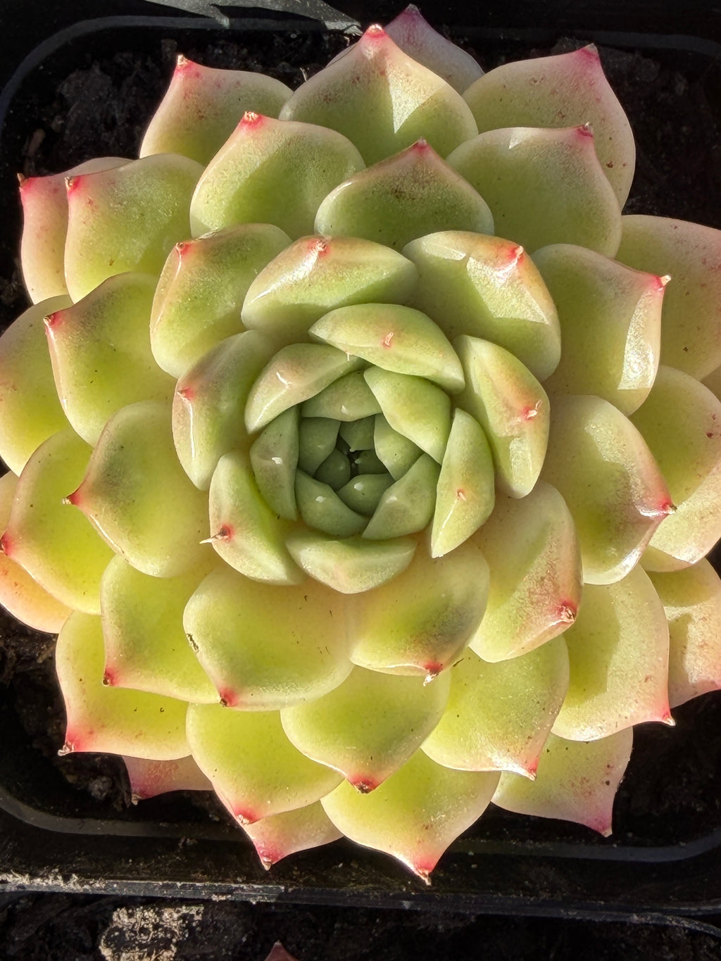 Rare Echeveria ‘Malgan‑1’ — Premium Korean Hybrid (Single or Multi‑Head)**