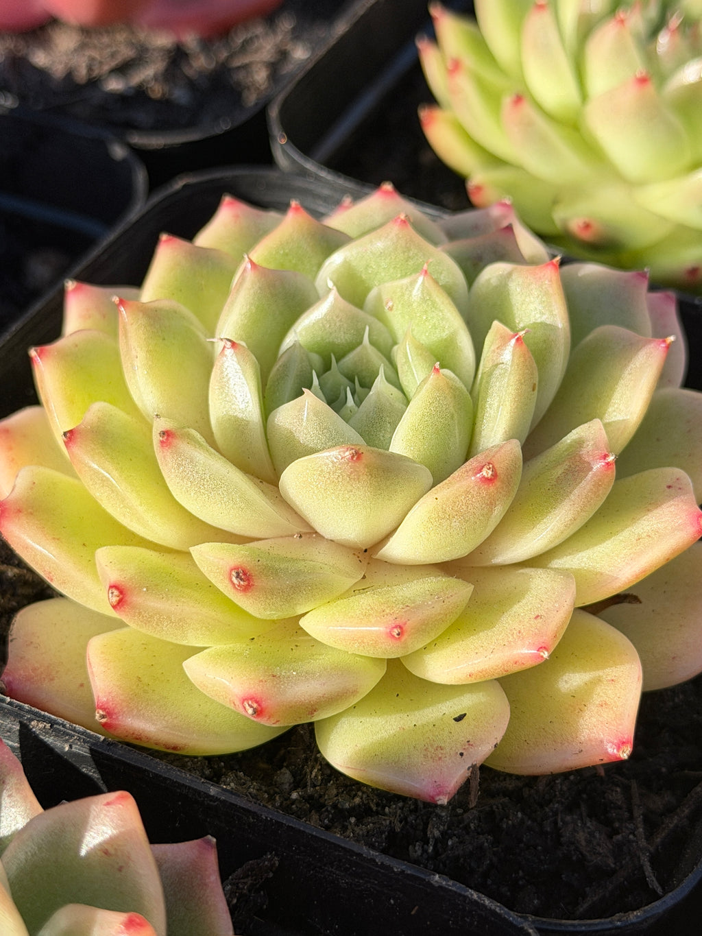 Rare Echeveria ‘Malgan‑1’ — Premium Korean Hybrid (Single or Multi‑Head)**