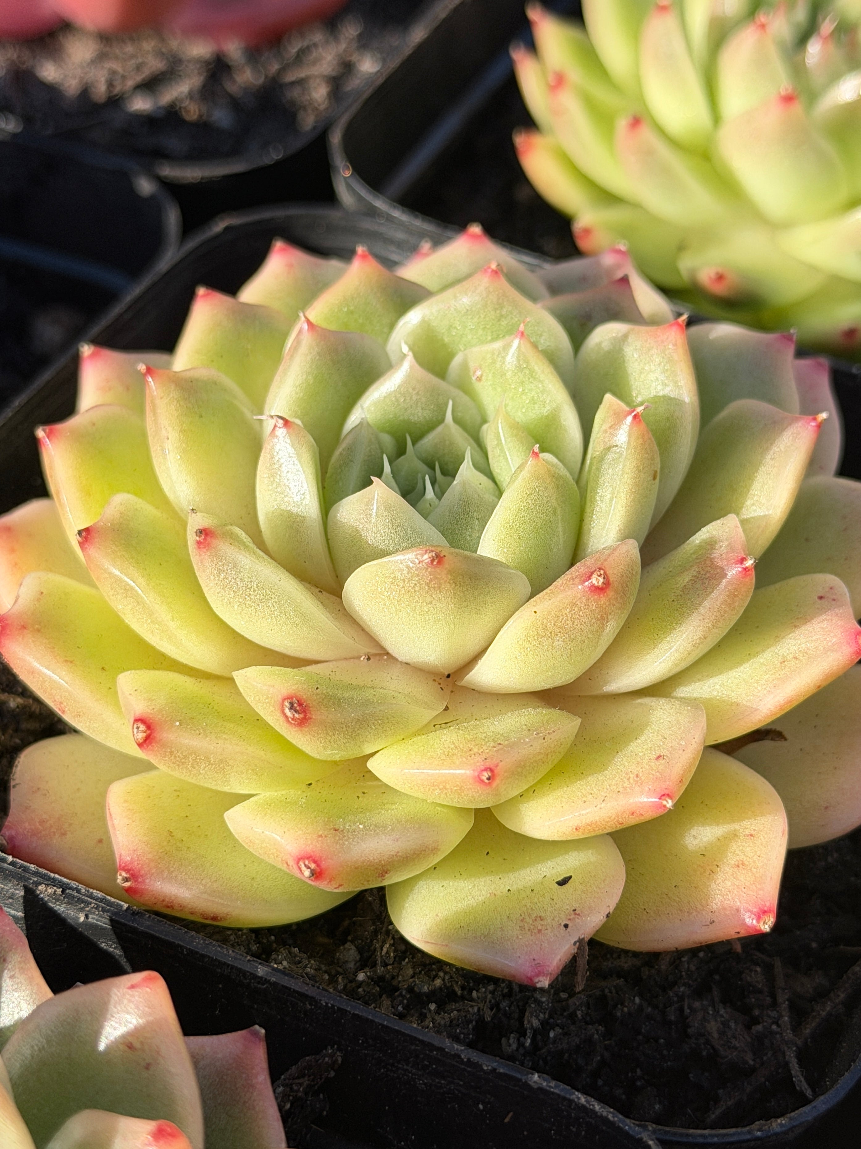 Rare Echeveria ‘Malgan‑1’ — Premium Korean Hybrid (Single or Multi‑Head)**