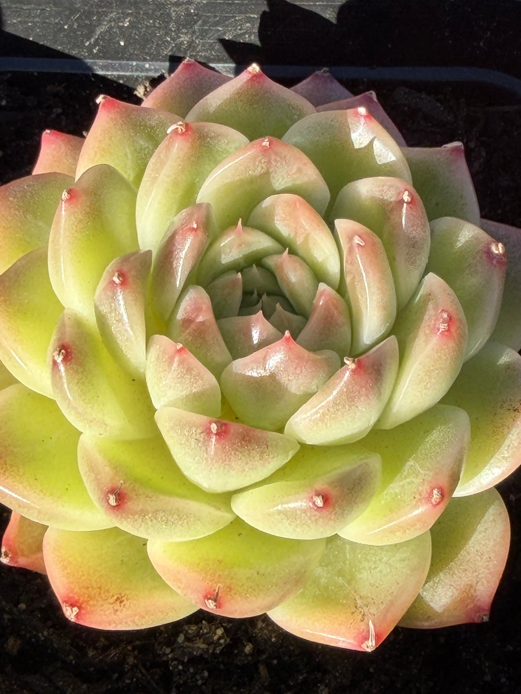 Rare Echeveria ‘Malgan‑1’ — Premium Korean Hybrid (Single or Multi‑Head)**